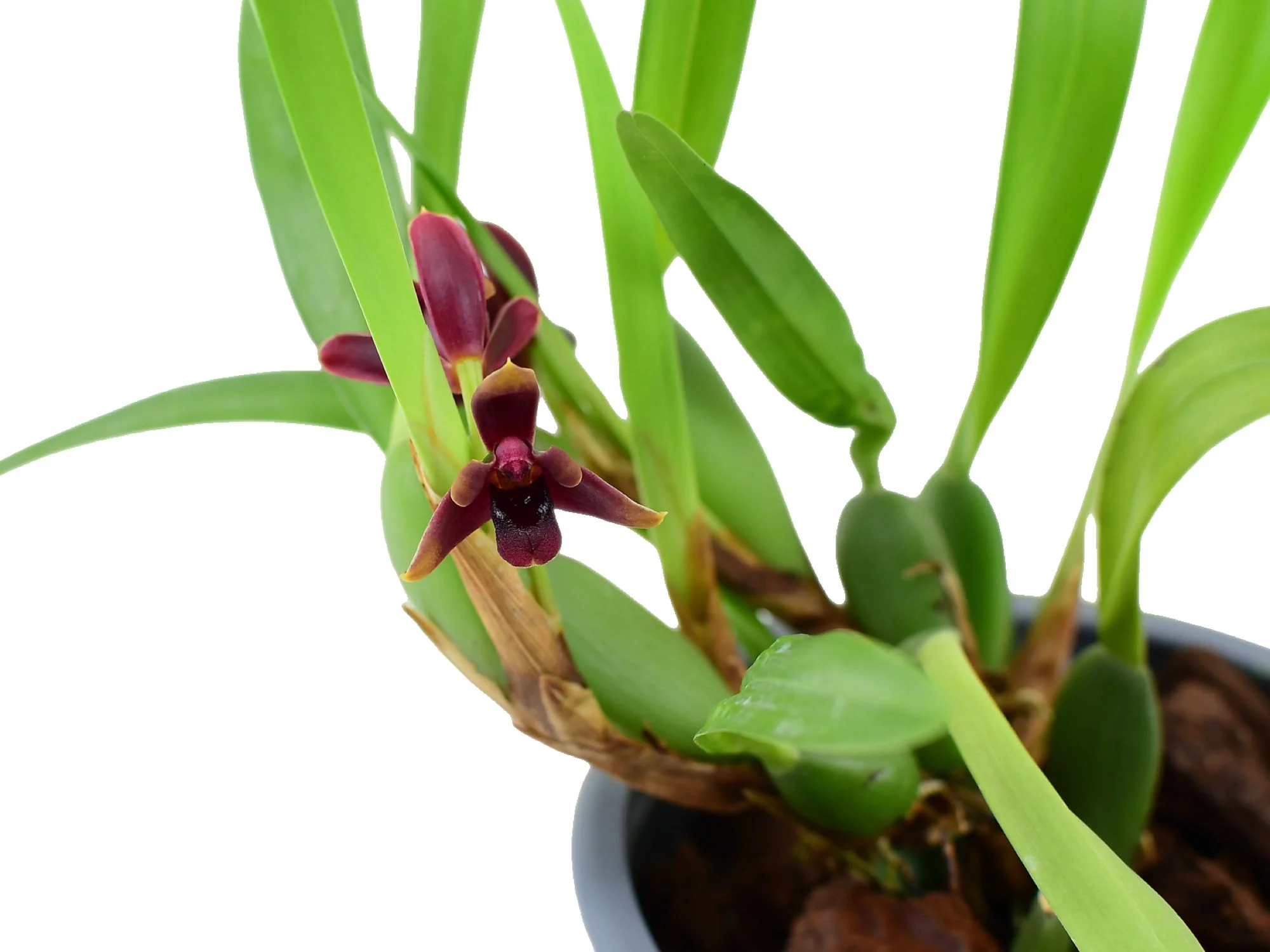 Maxillaria variabilis 'Dark' 5,5 cm pot - Image 2