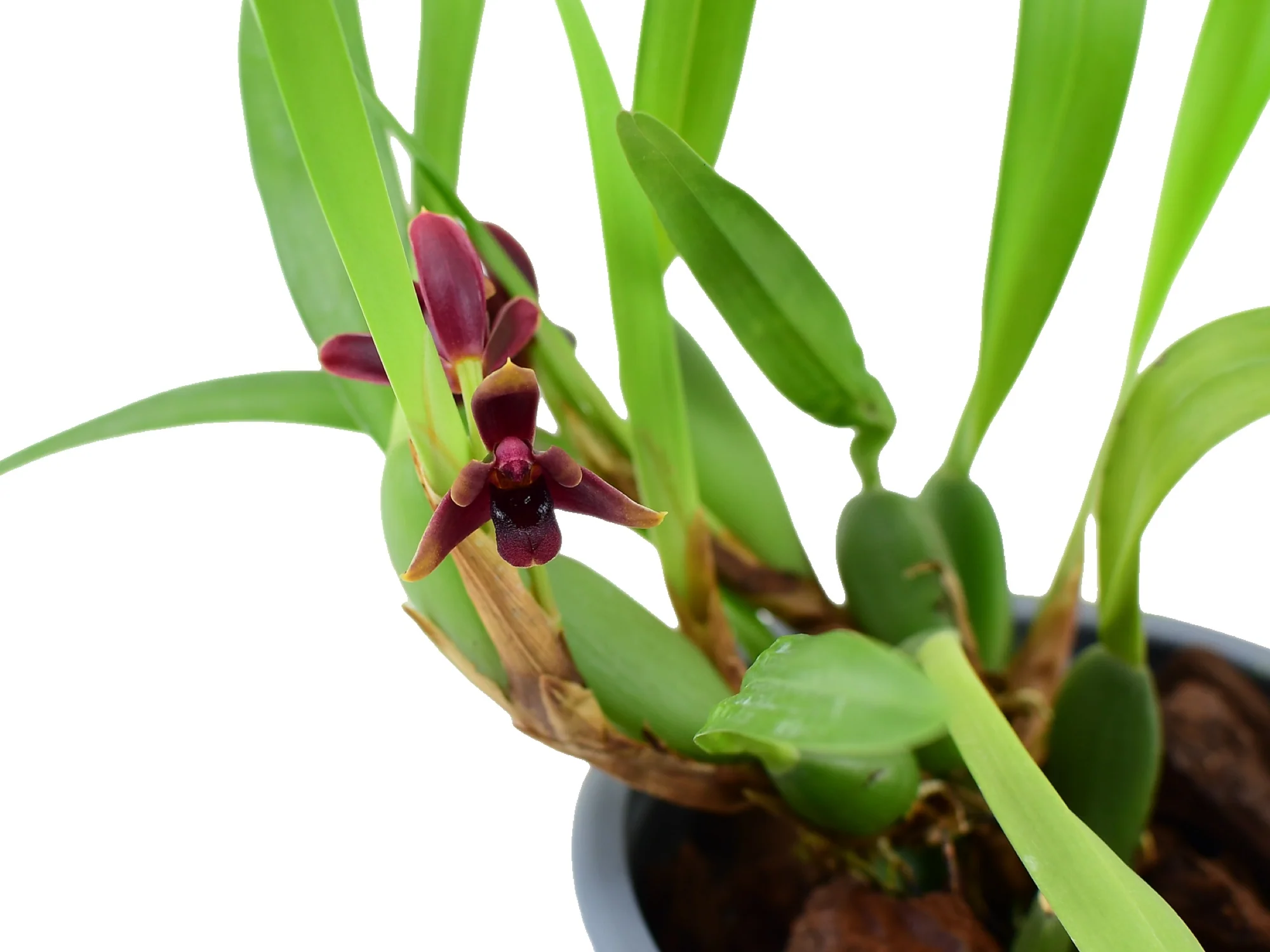 Maxillaria variabilis 'Dark' 5,5 cm pot - Image 3
