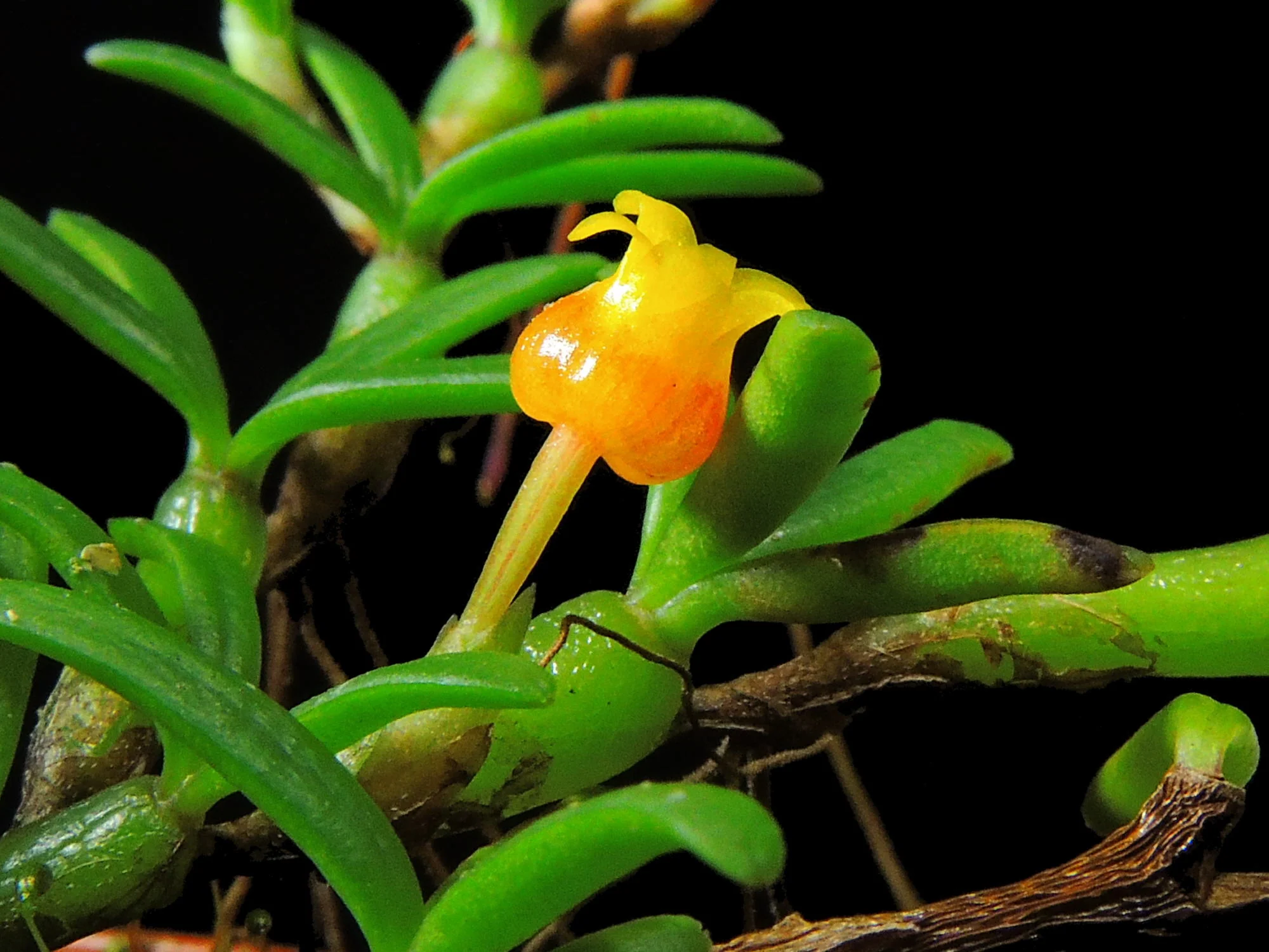Orchideen