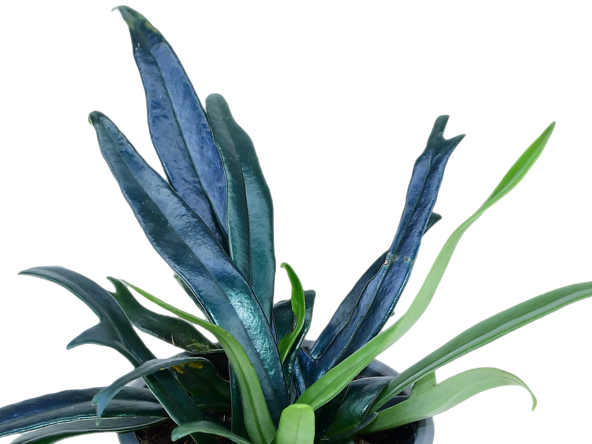 Microsorum thailandicum - Image 2