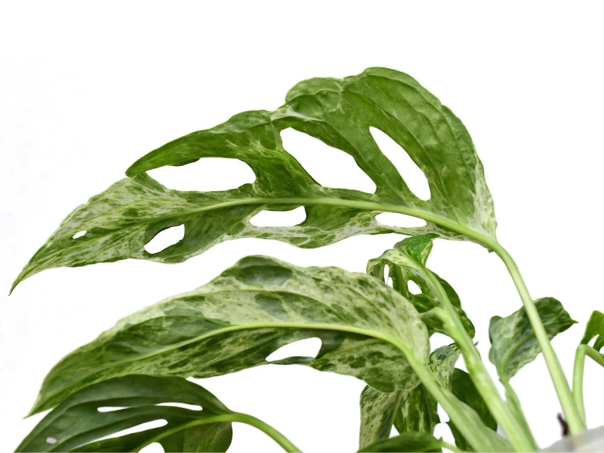 Monstera adansonii 'Indonesian Marble' - Image 3