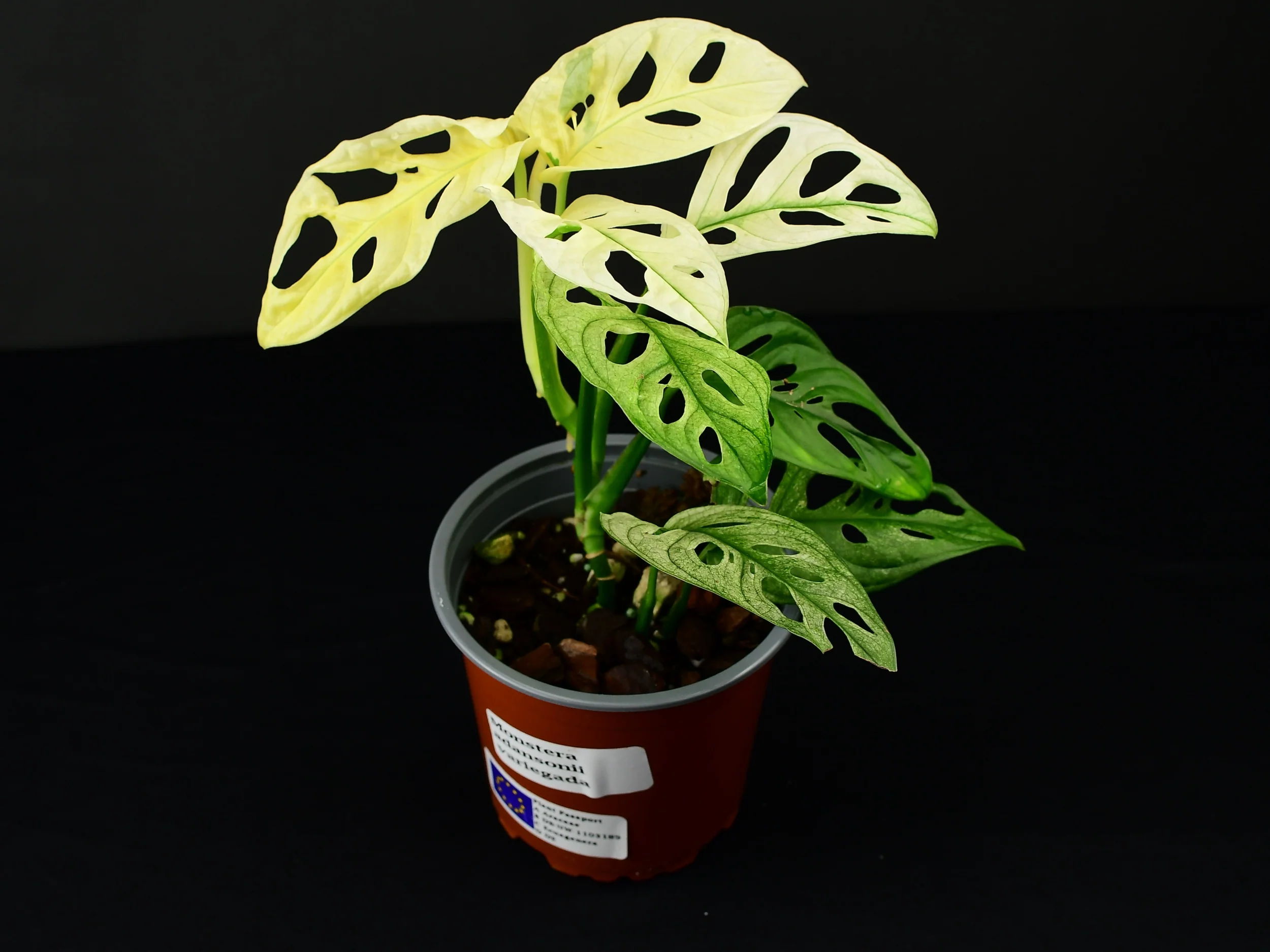 Monstera adansonii 'variegata'