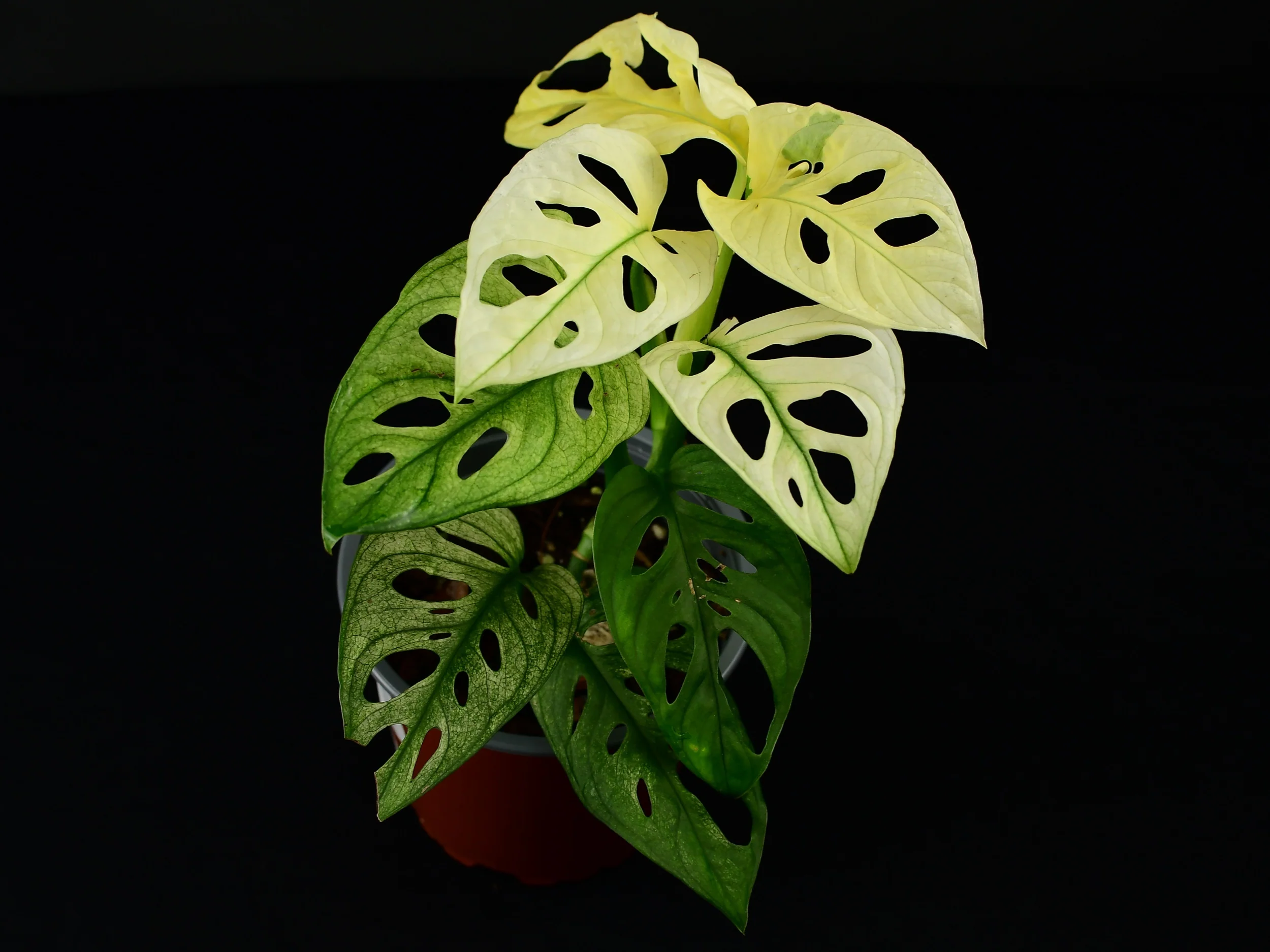 Monstera adansonii 'variegata' - Image 2