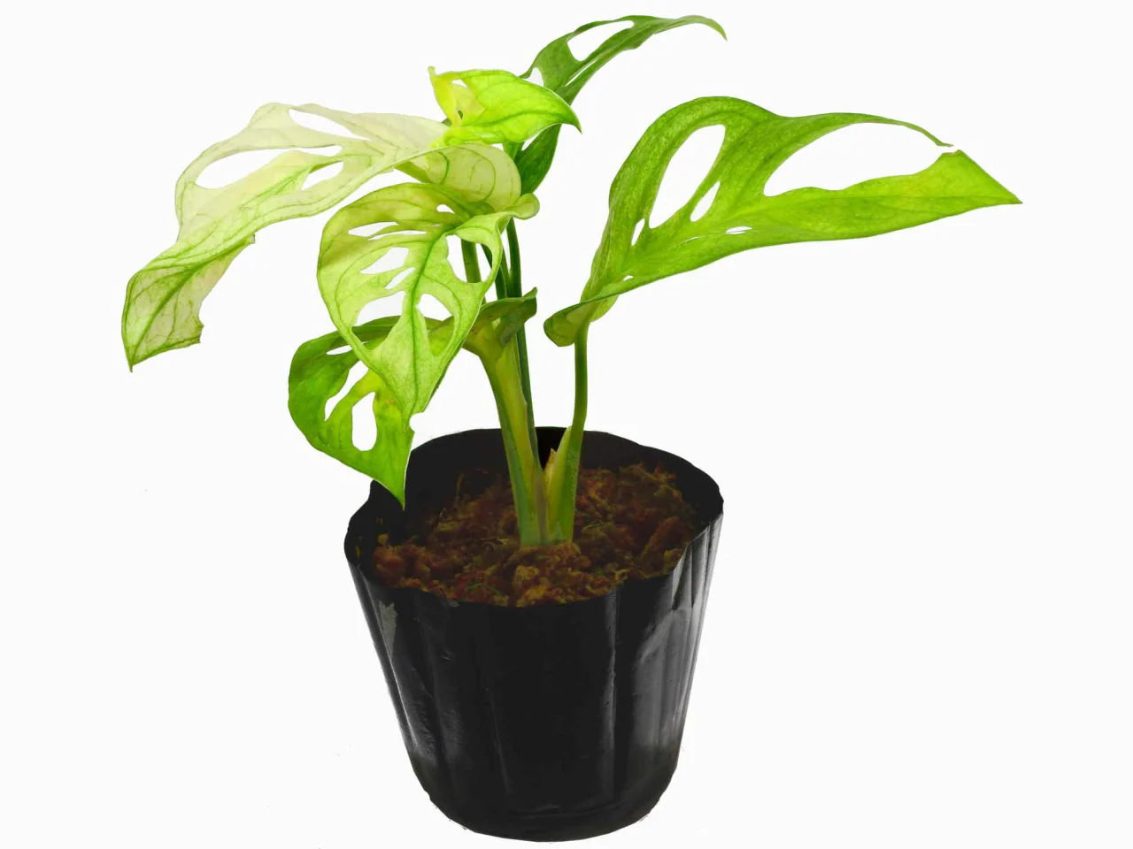 Monstera adansonii 'variegata' - Image 3