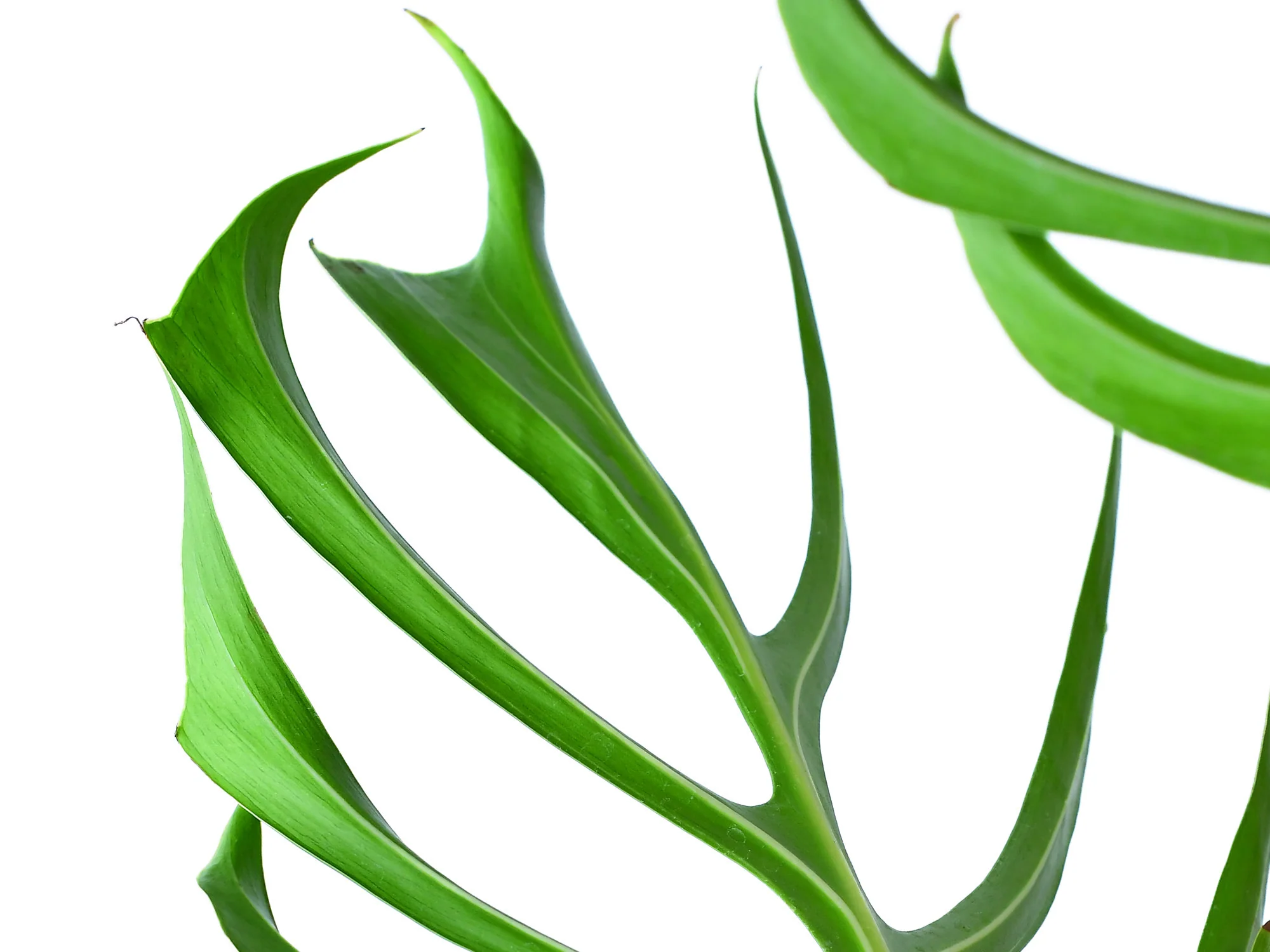 Monstera spec. nov. 'Burle Marx's Flame' (11 cm Topf) - Image 5