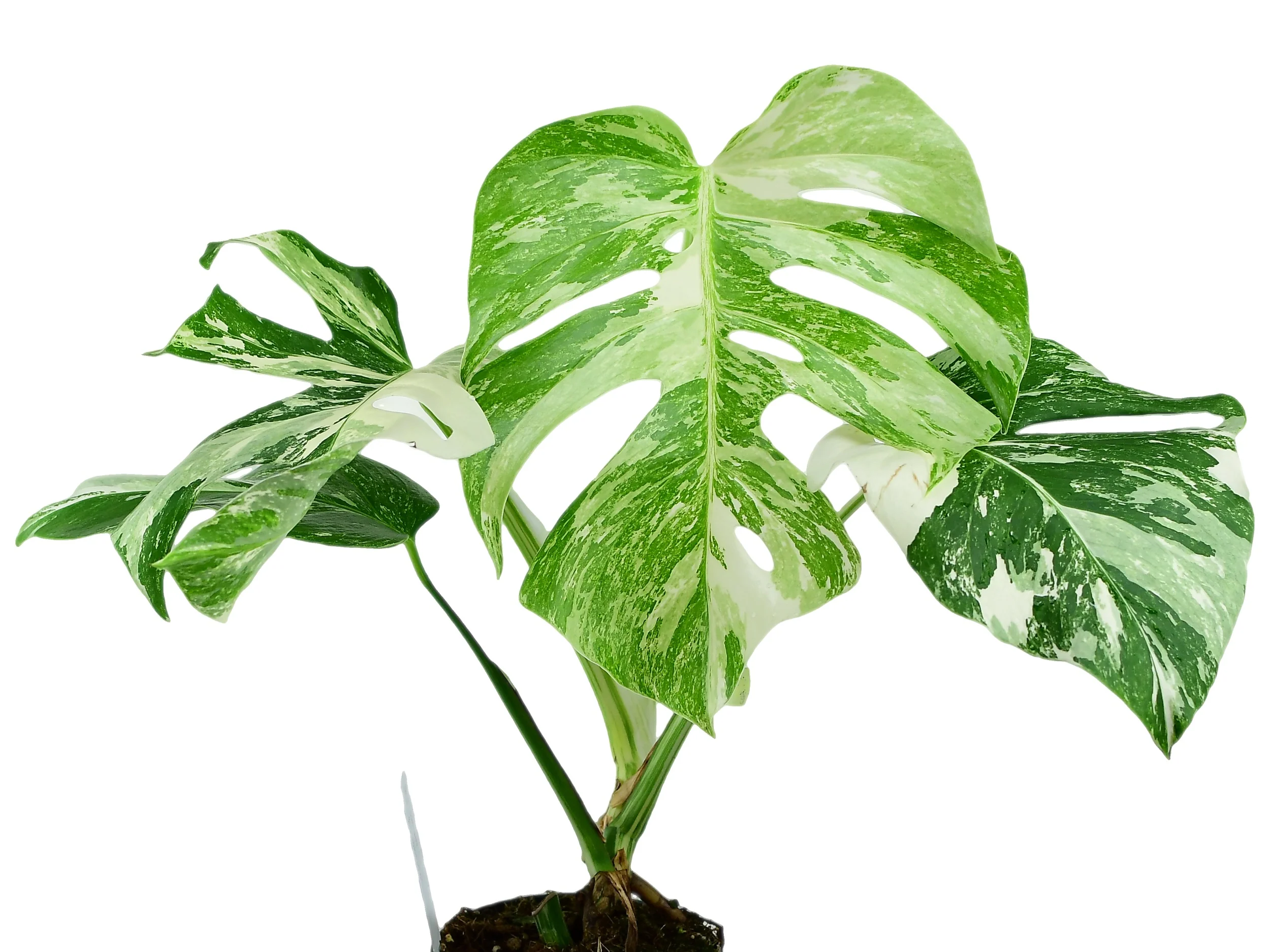 Monstera deliciosa 'Variegata' - Image 3
