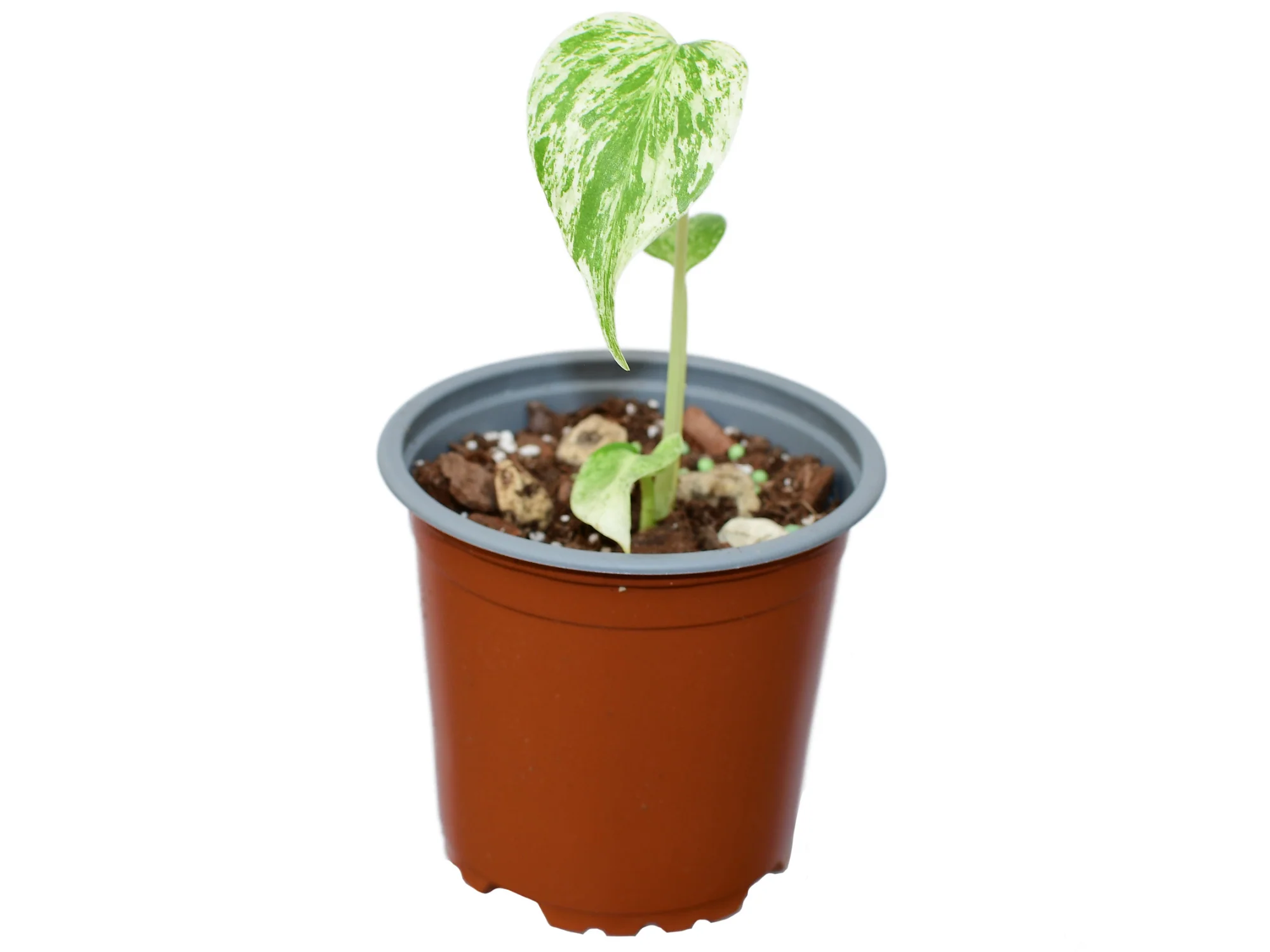 Monstera deliciosa 'White Monster'' XS (11 cm Topf) - Image 2