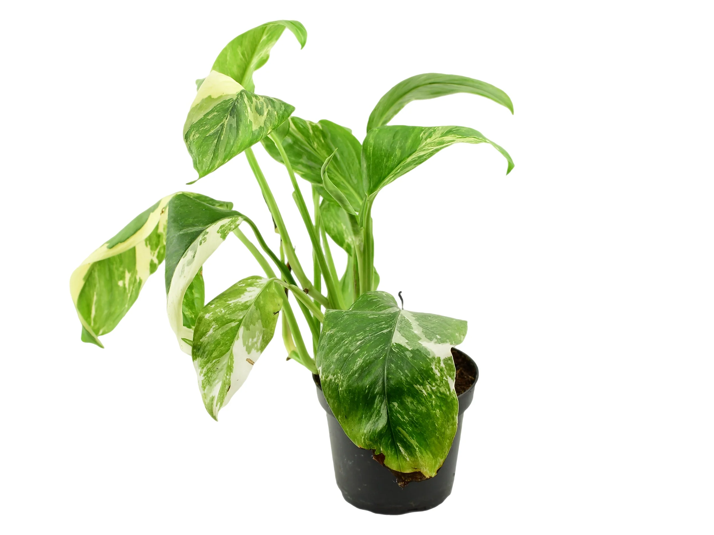 Monstera lechleriana 'varegata' - Image 2