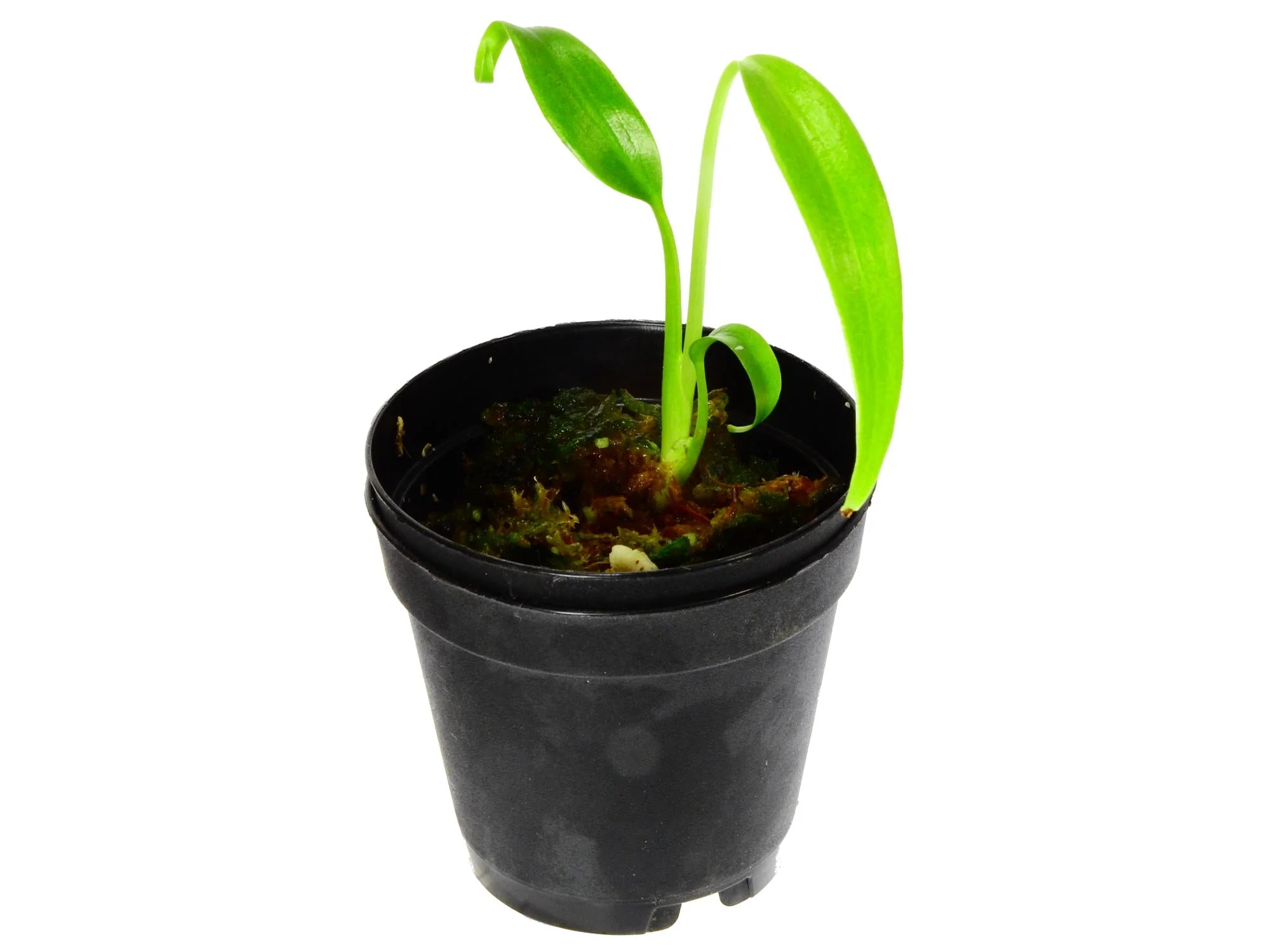 Monstera spec. nov. 'Burle Marx's Flame' XS (5,5 cm Topf) - Image 3