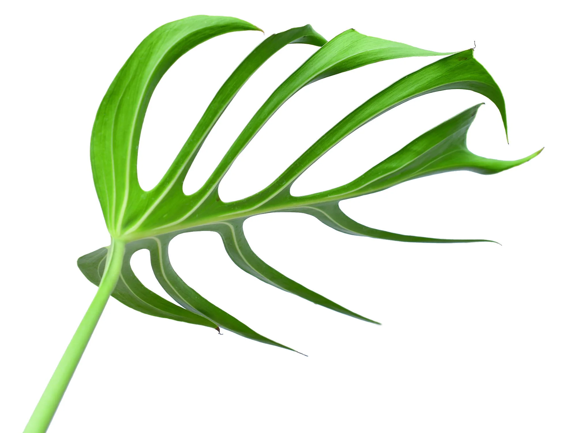 Monstera spec. nov. 'Burle Marx's Flame' XS (5,5 cm Topf) - Image 9