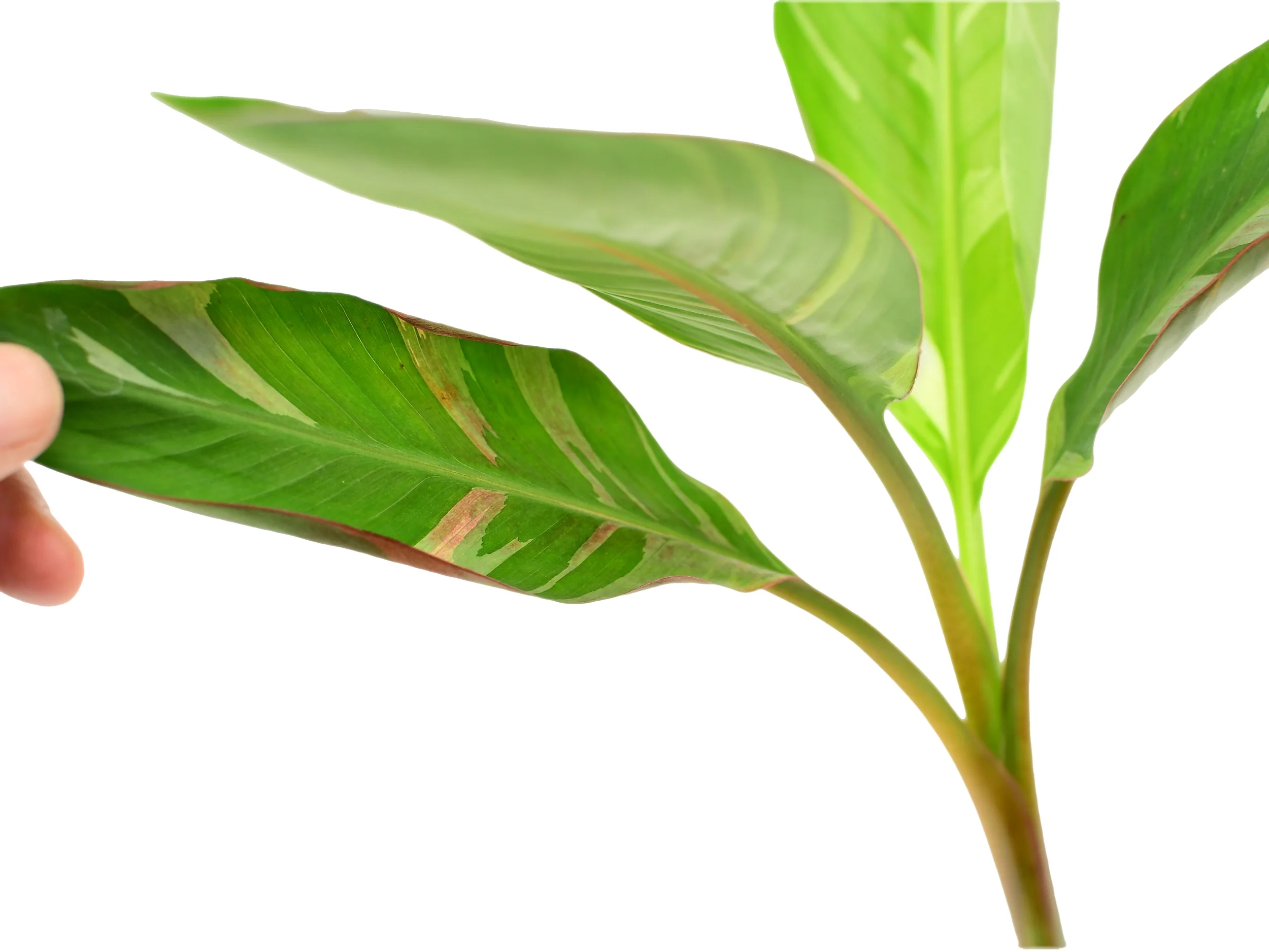 Musa acuminata 'Nono' (pink variegata) - Image 2