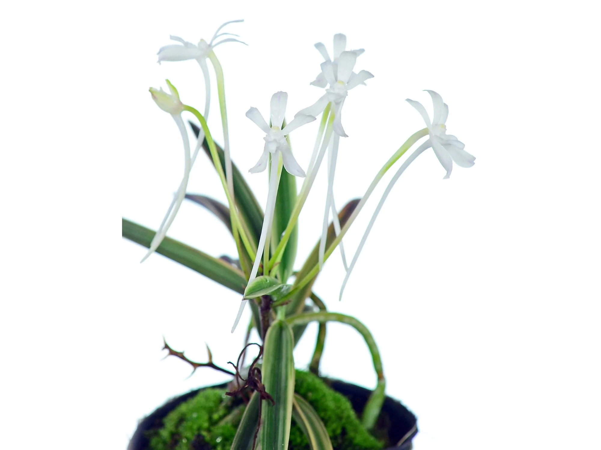 Neofinetia falcata var. amami - Image 2