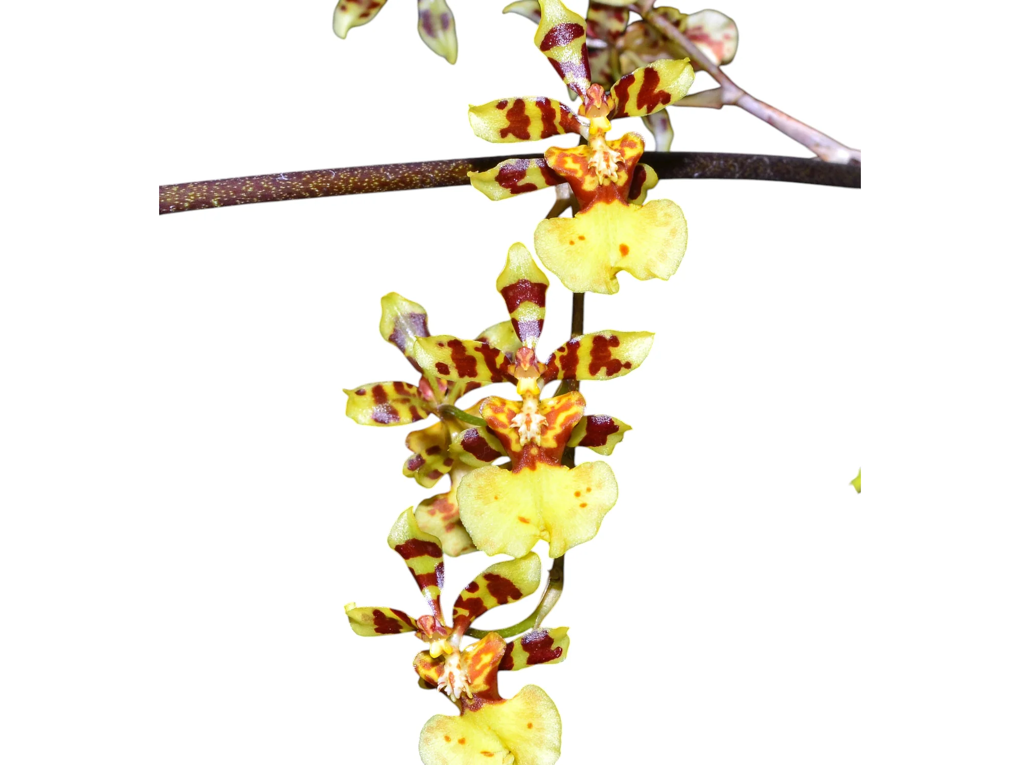 Oncidium fasciferum