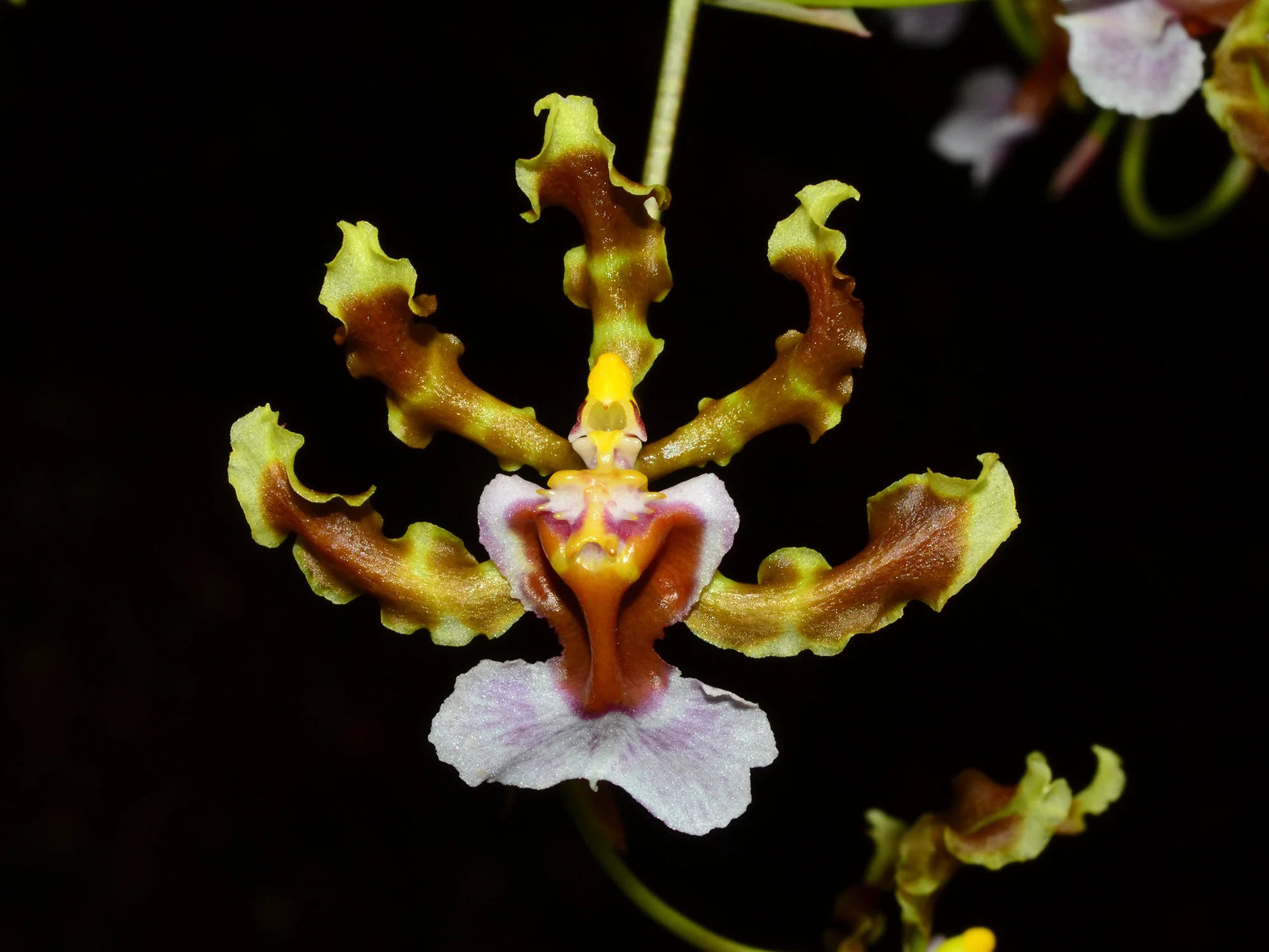 Oncidium maduroi - Image 3