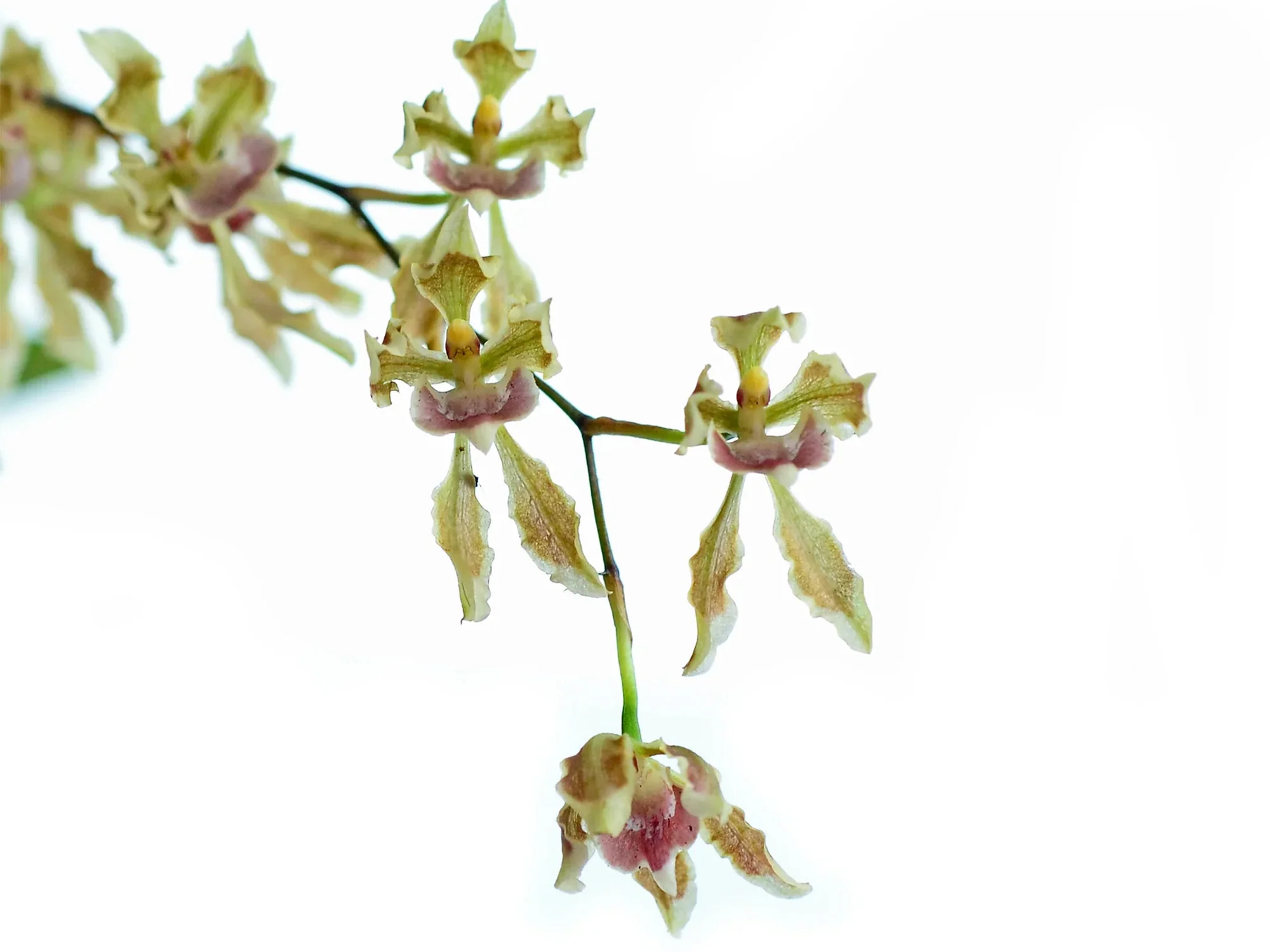 Oncidium peltiforme
