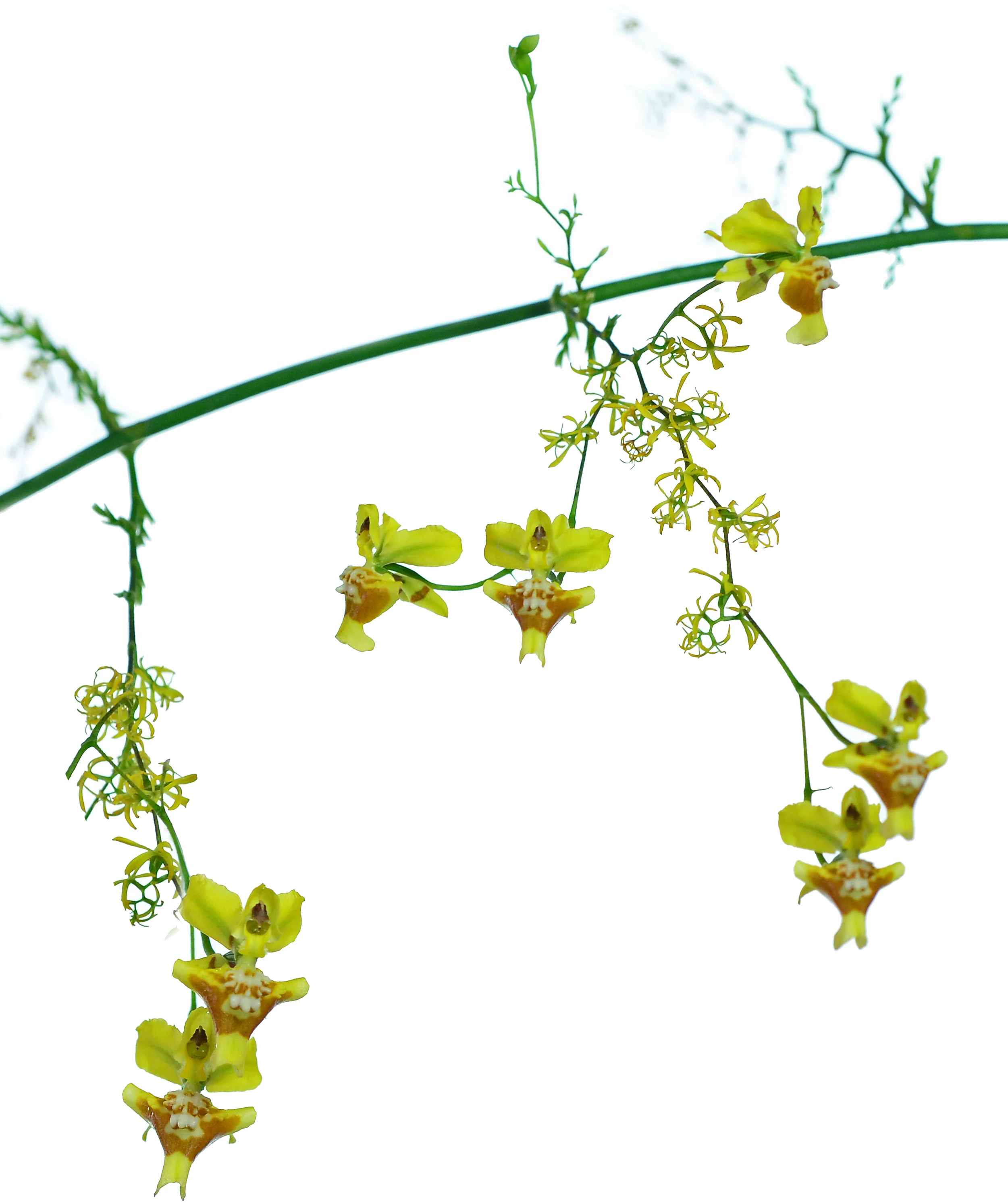 Oncidium rodrigoi OP in vitro - Image 2