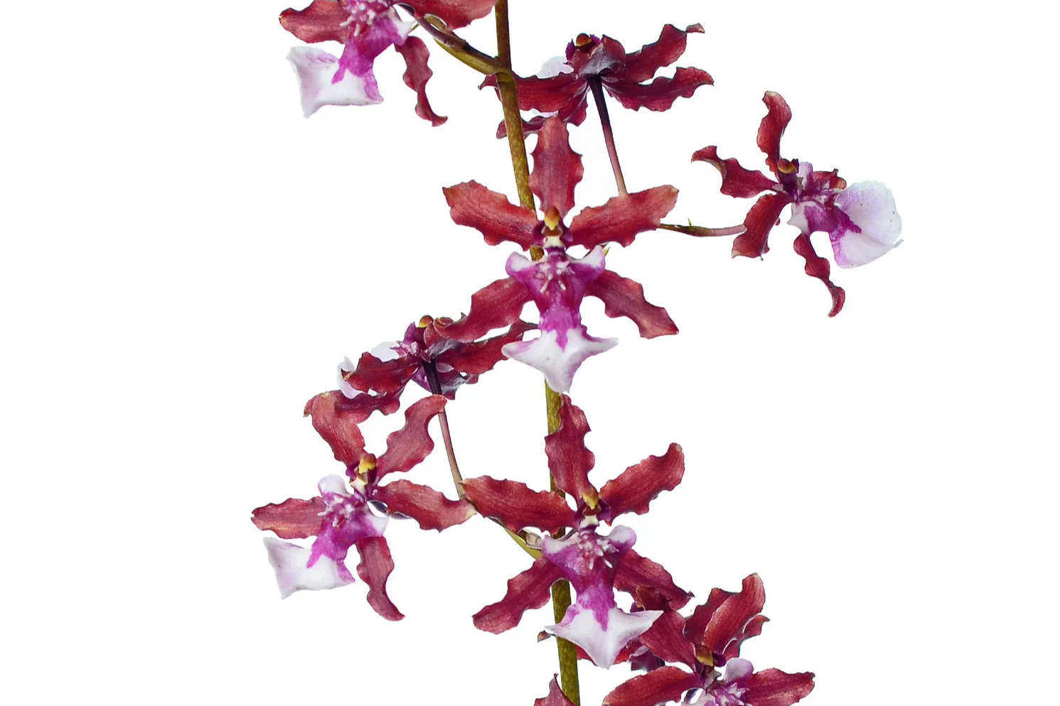 Oncidium Sharry Baby - Image 2