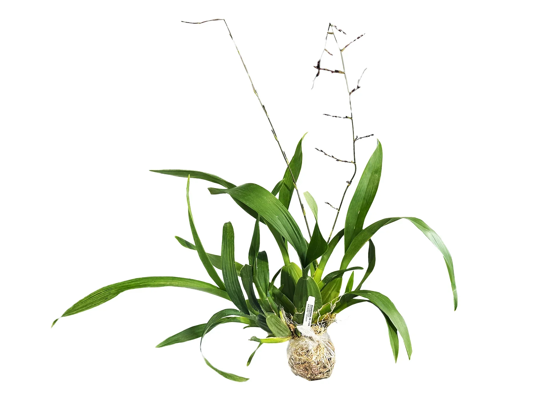 Oncidium Sharry Baby - Image 3