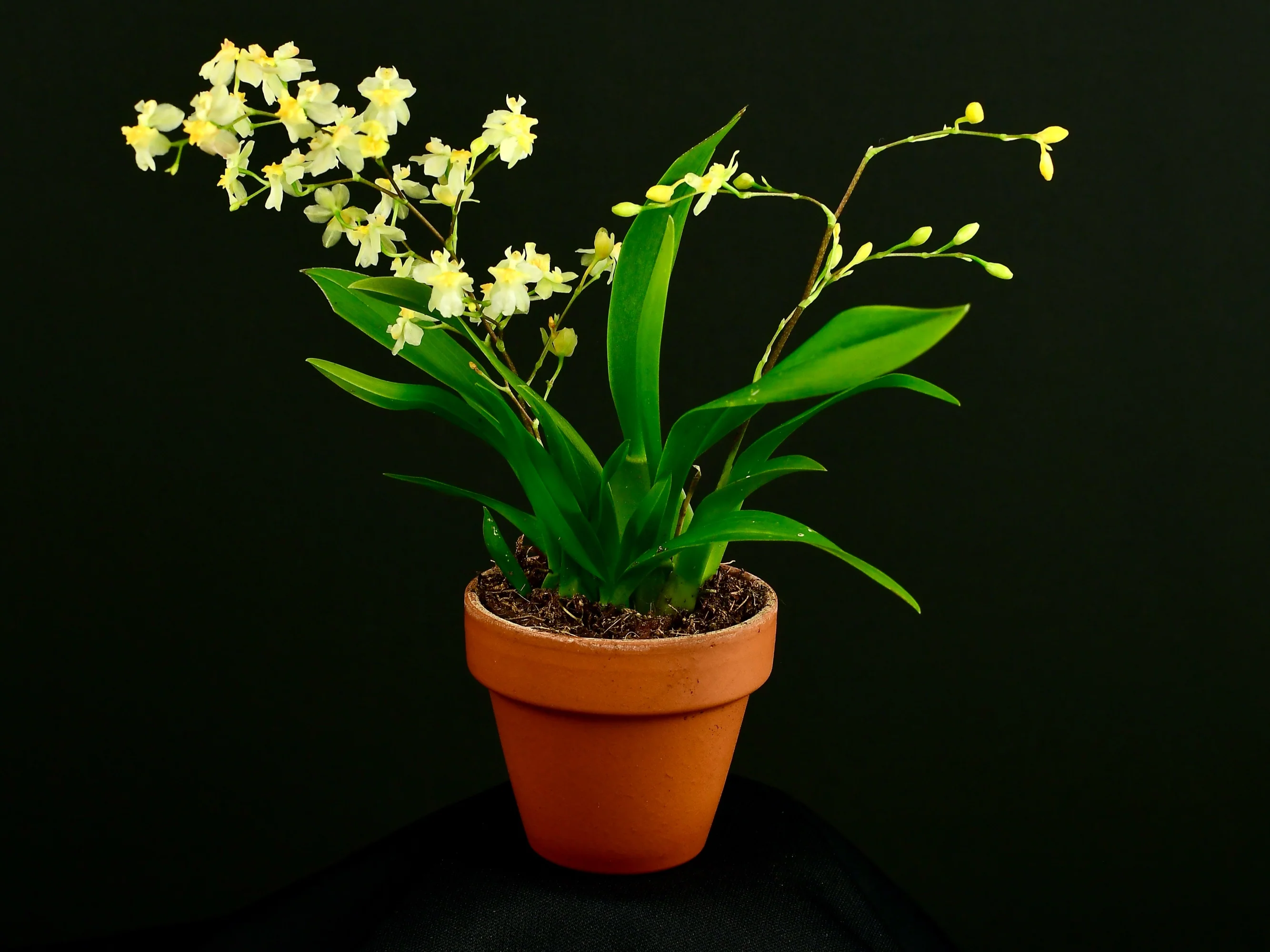 Oncidium Twinkle (5,5 cm topf)