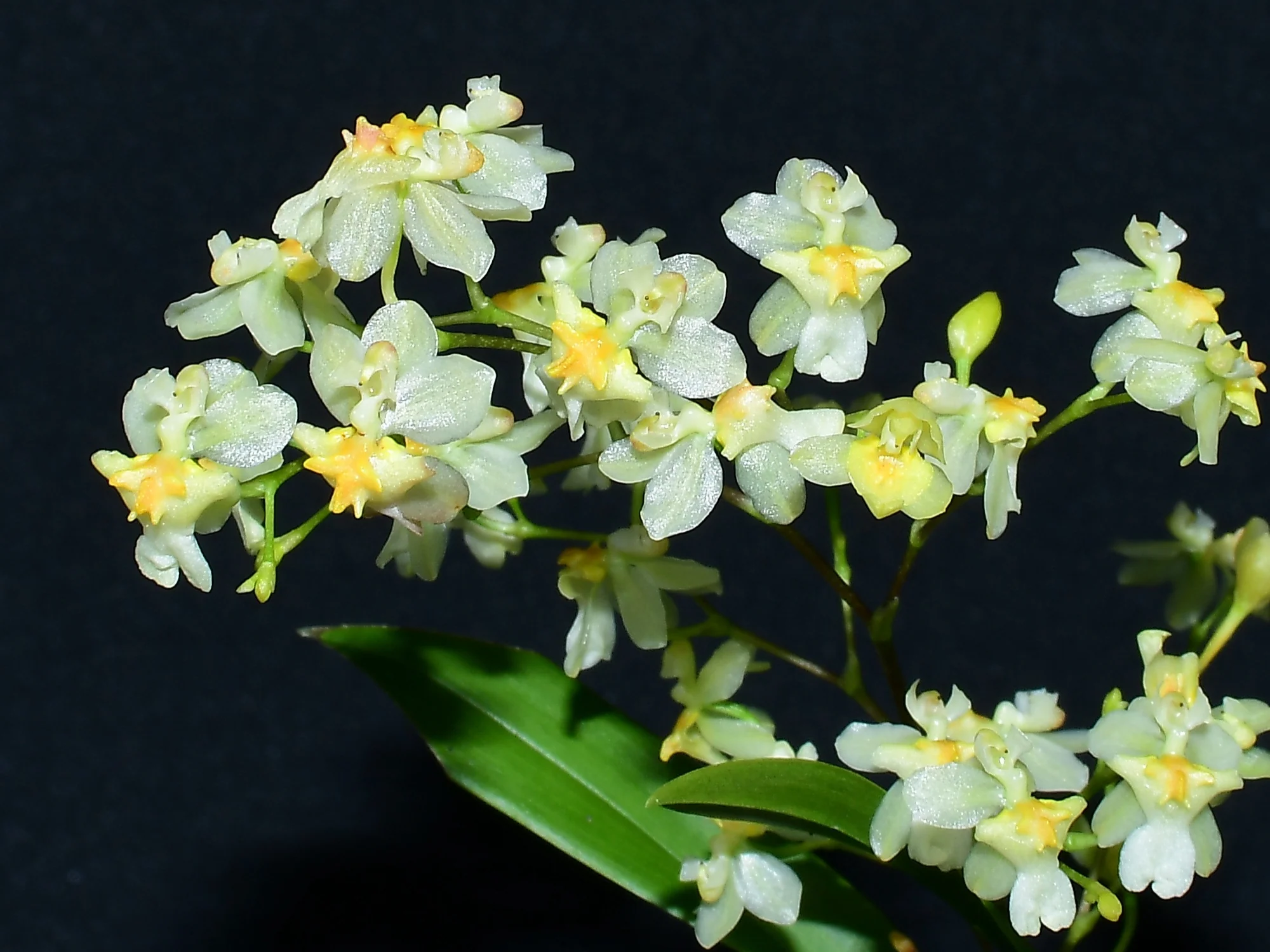 Oncidium Twinkle (5,5 cm topf) - Image 2