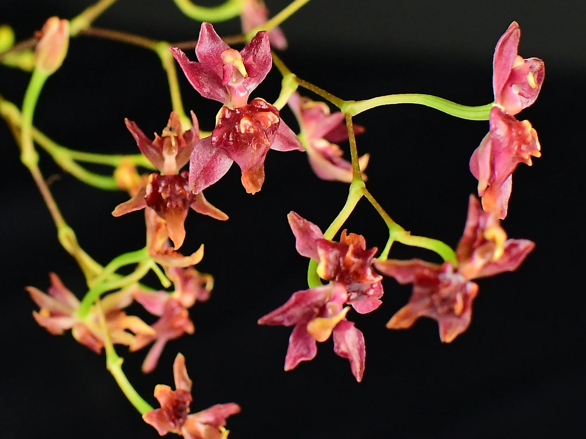 Oncidium Twinkle (5,5 cm topf) - Image 3