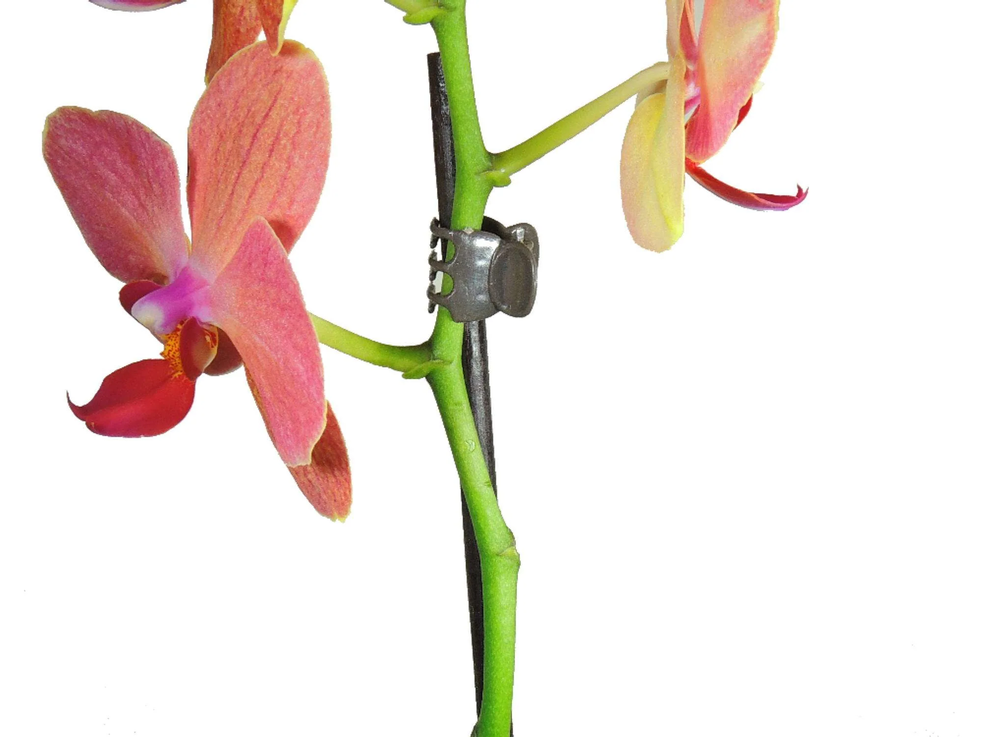 Orchideenclipse dunkelgrün, Größe XL