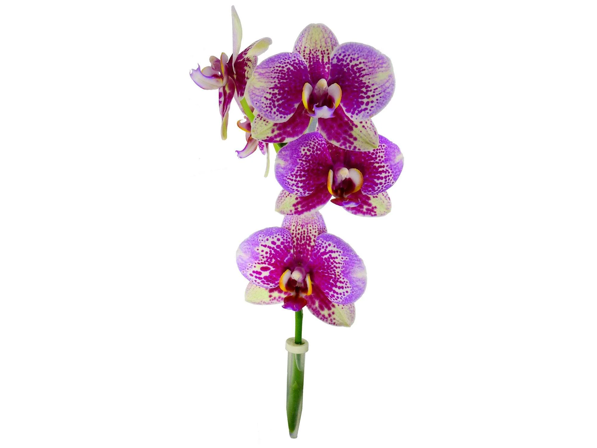 Orchideenröhrchen I (Größe S) - Image 2