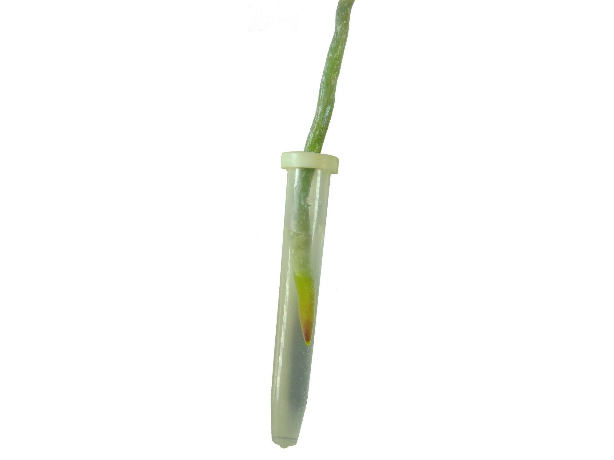 Orchideenröhrchen III (size L) - Image 2