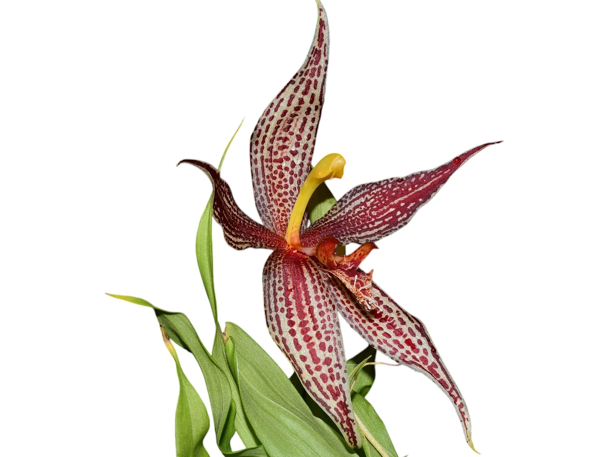 Paphinia neudeckeri