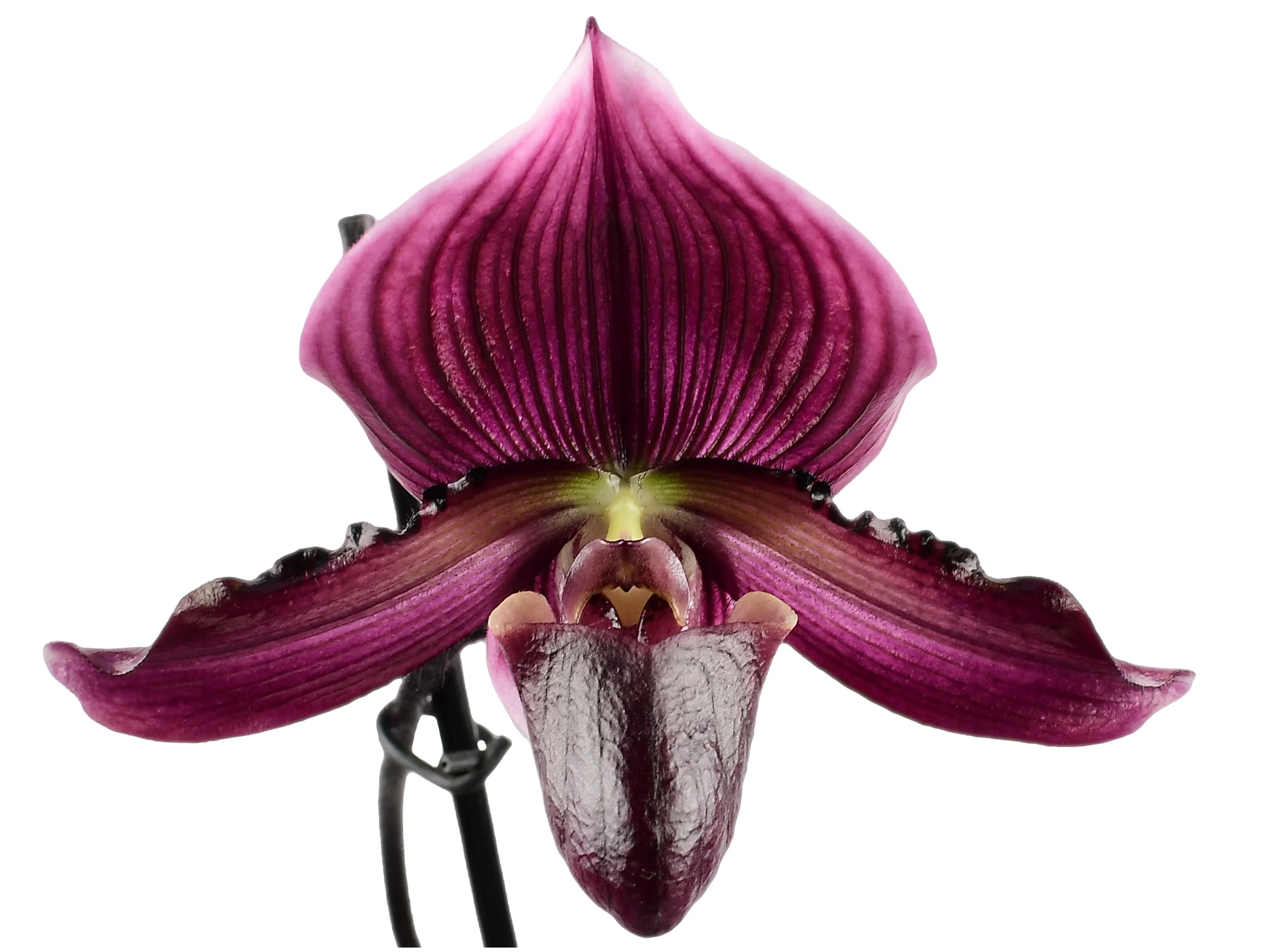 Paphiopedilum Raven Soul