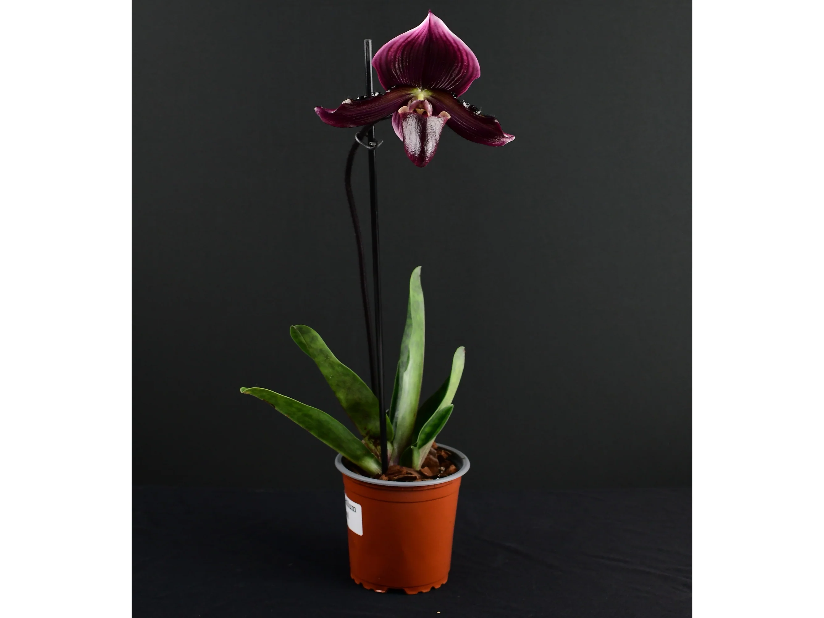 Paphiopedilum Raven Soul - Image 2