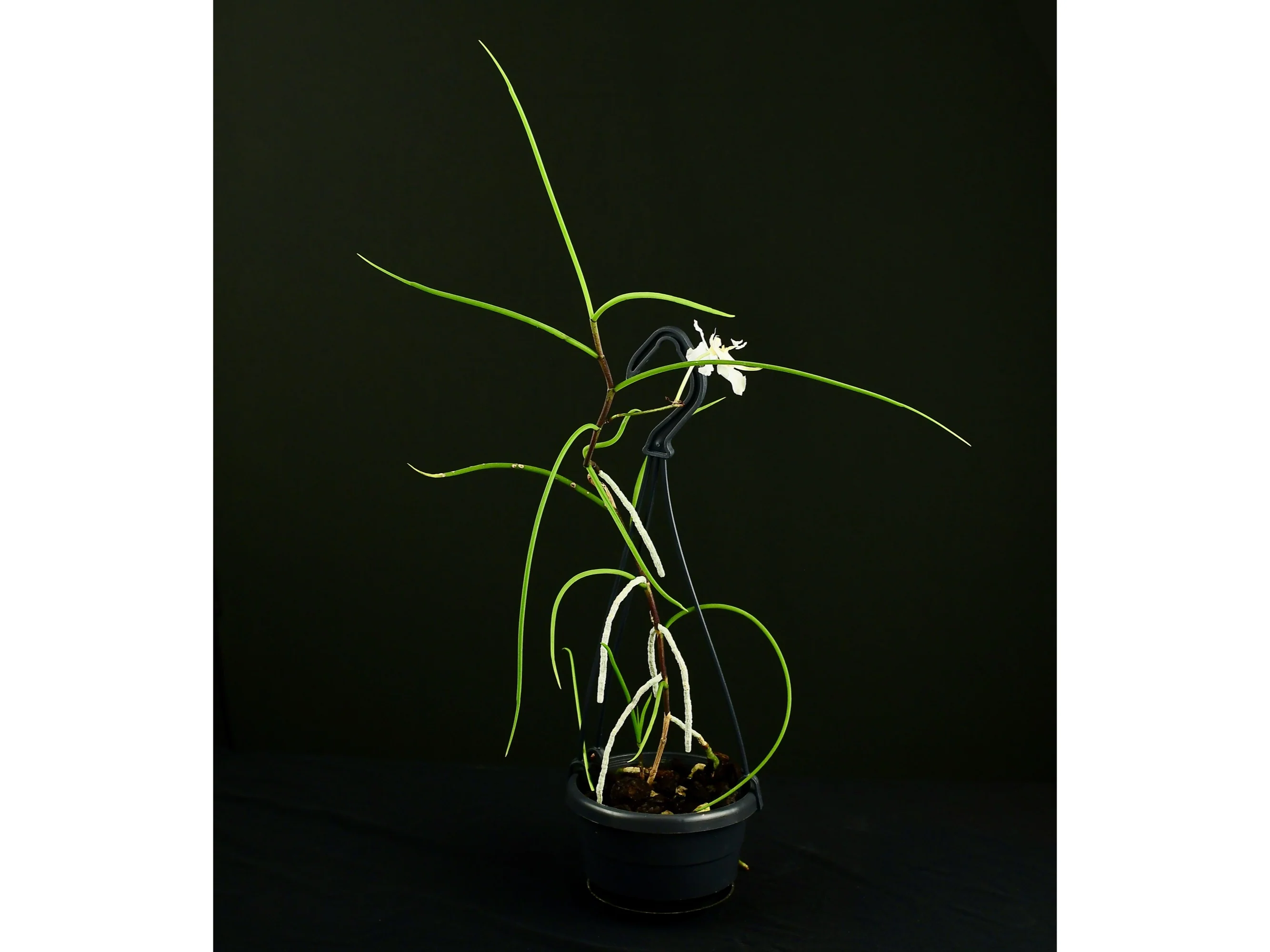 Papilionanthe vandarum (10 cm Ampeltopf) - Image 2