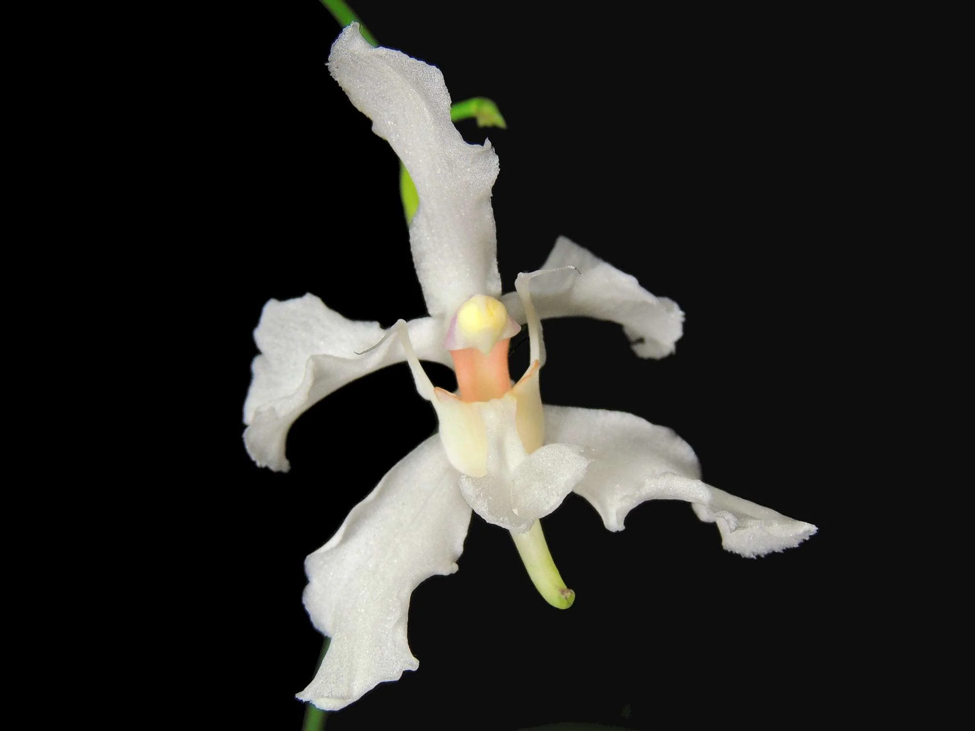 Papilionanthe vandarum (10 cm Ampeltopf) - Image 3