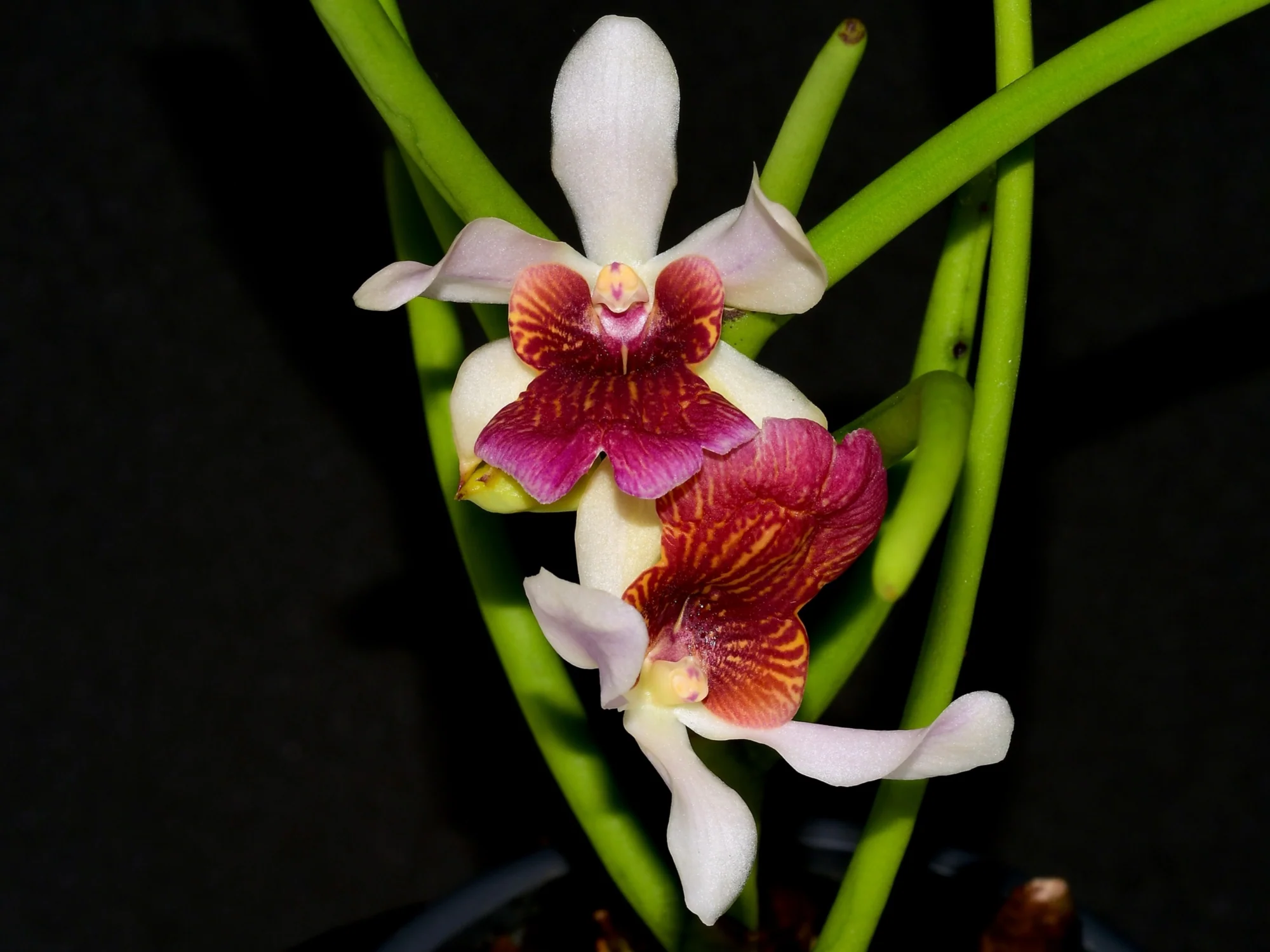 Papilisia Preeyanan Sanpote (10 cm Topf) - Image 2