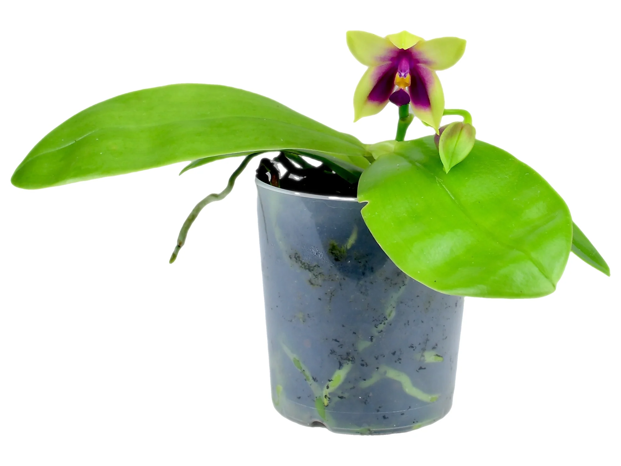 Phalaenopsis bellina - Image 2