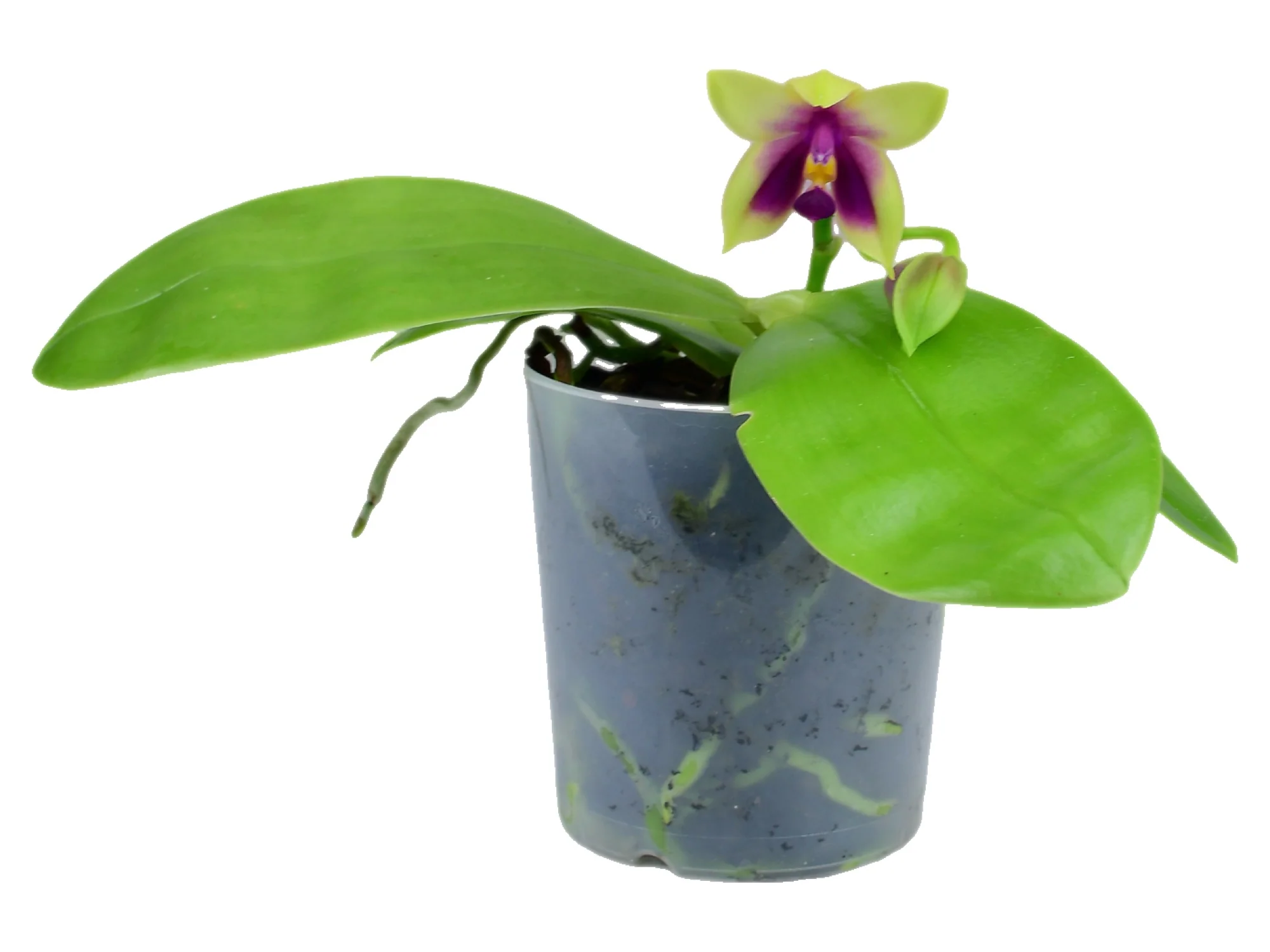 Phalaenopsis bellina - Image 3