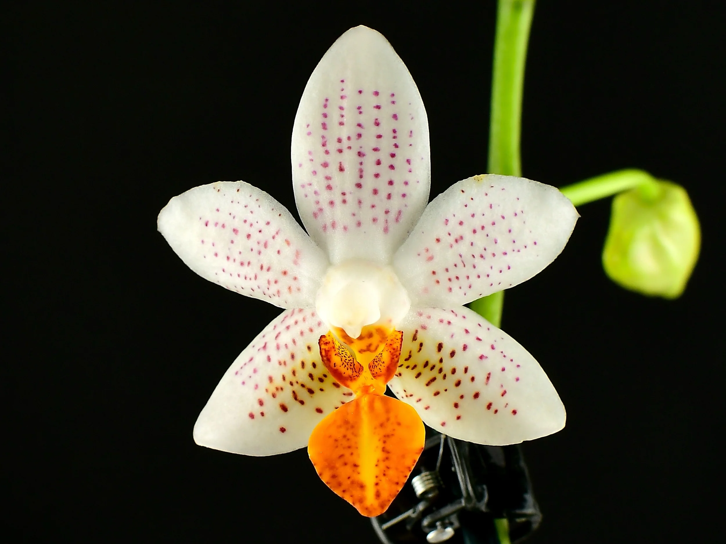 Phalaenopsis Mini Mark