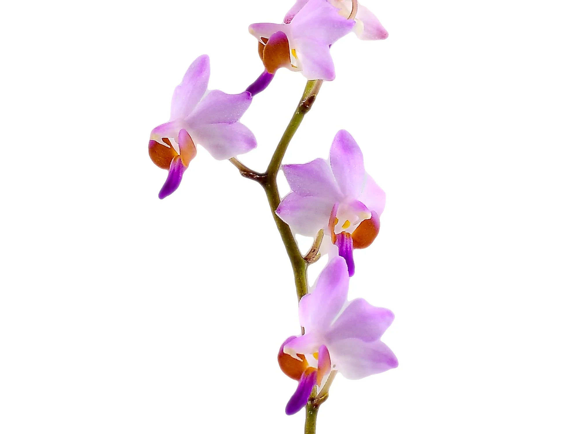 Phalaenopsis pulcherrima var. regnieriana (10 cm Ampeltopf) - Image 2