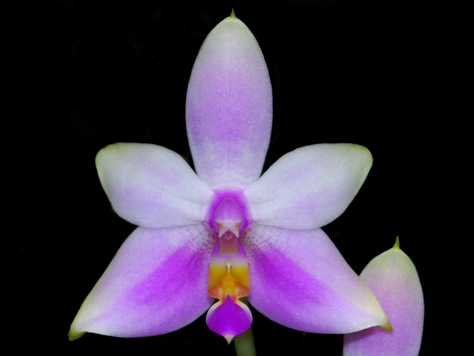Phalaenopsis violacea var. Mentawei OP in vitro