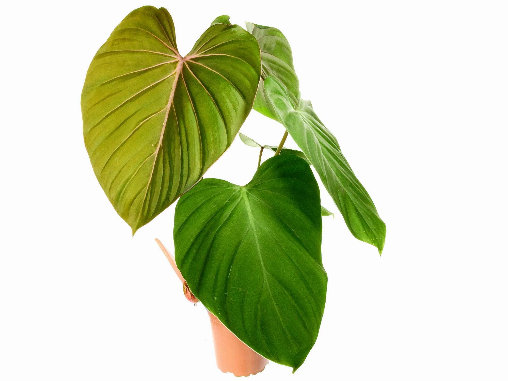 Philodendron Pink Glory - Image 2