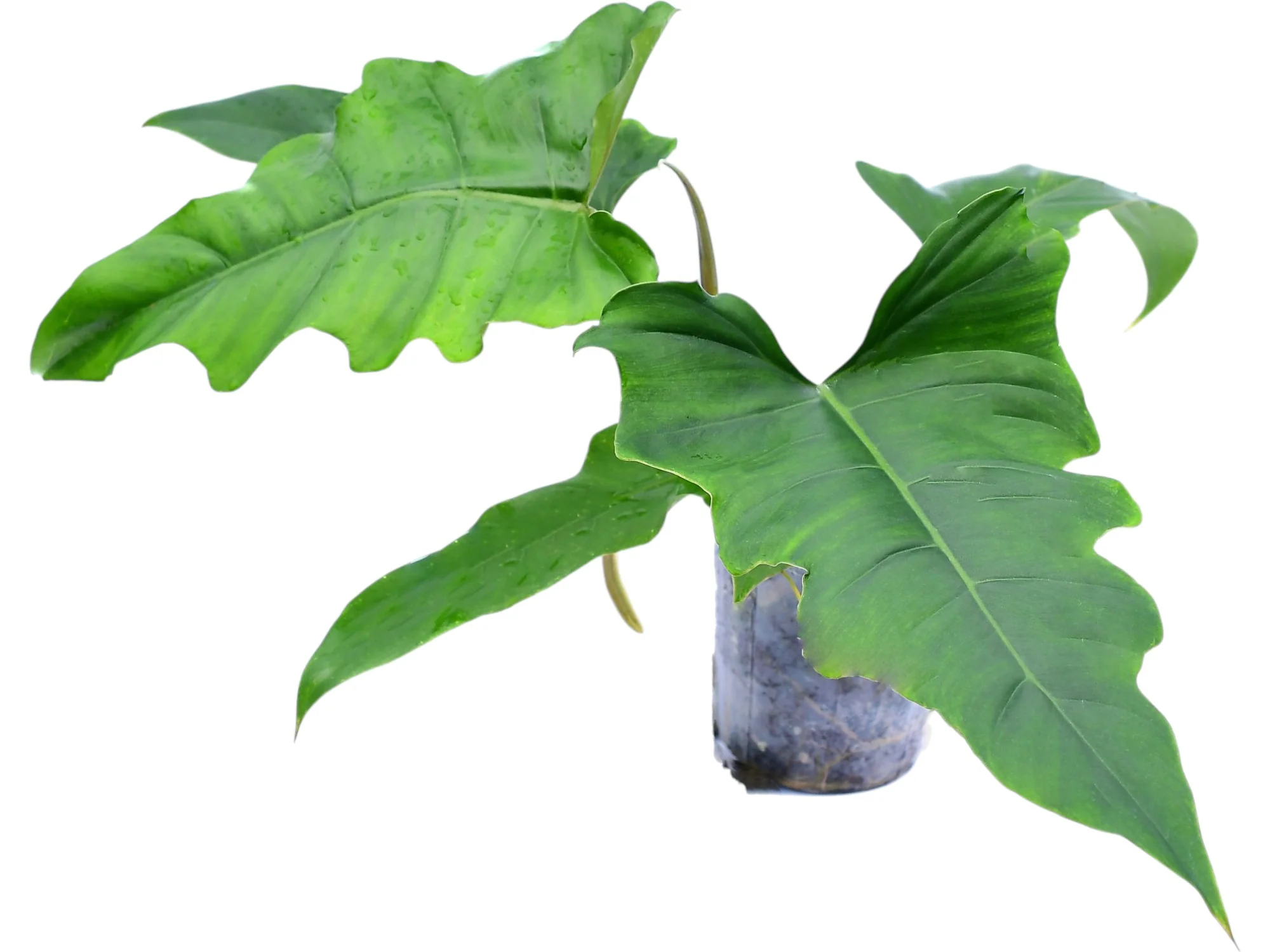 Philodendron (pinnatilobum cf x tortum) - Image 2