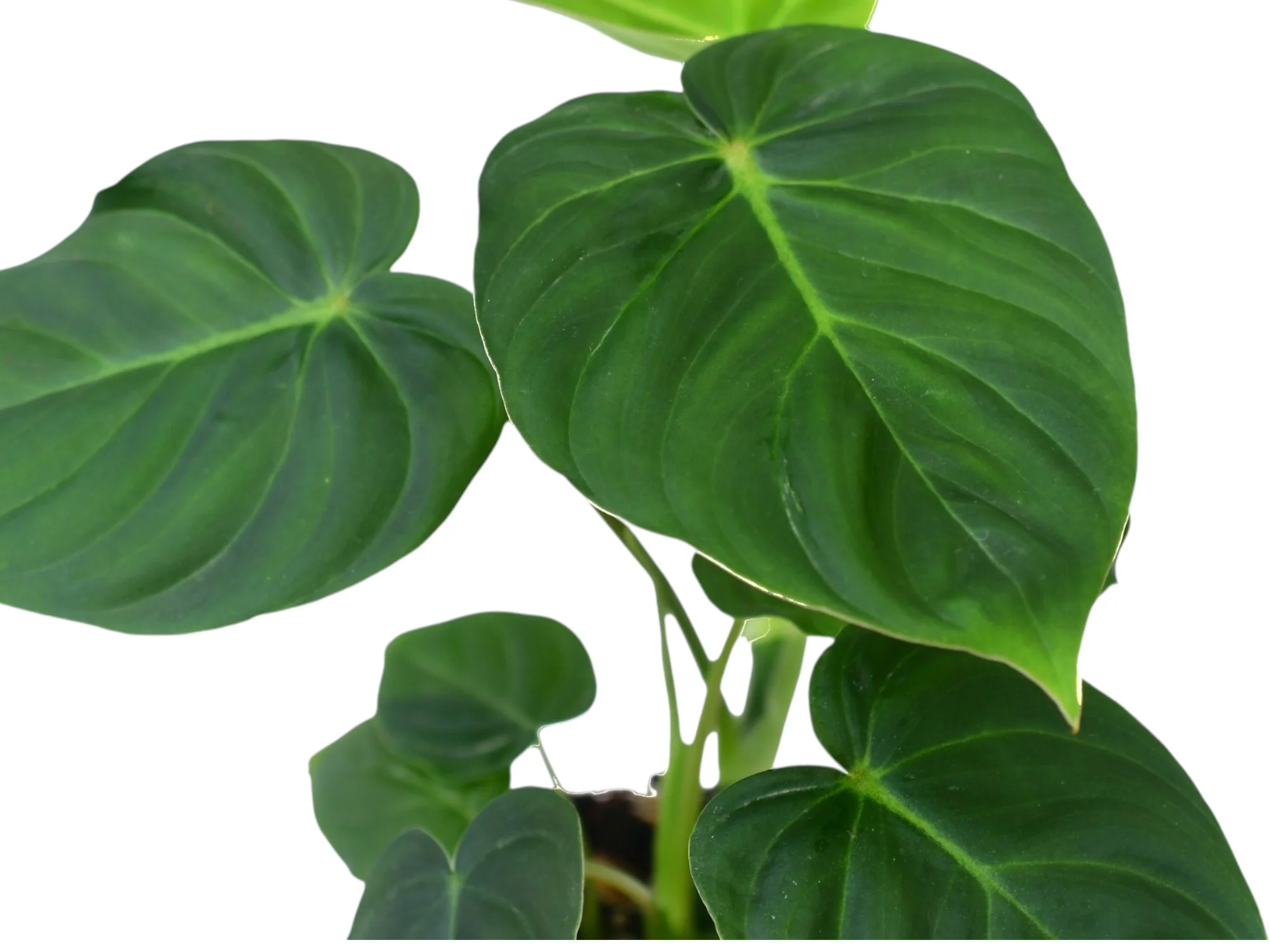 Philodendron (verrucosum 2 x pastazanum) - Image 2