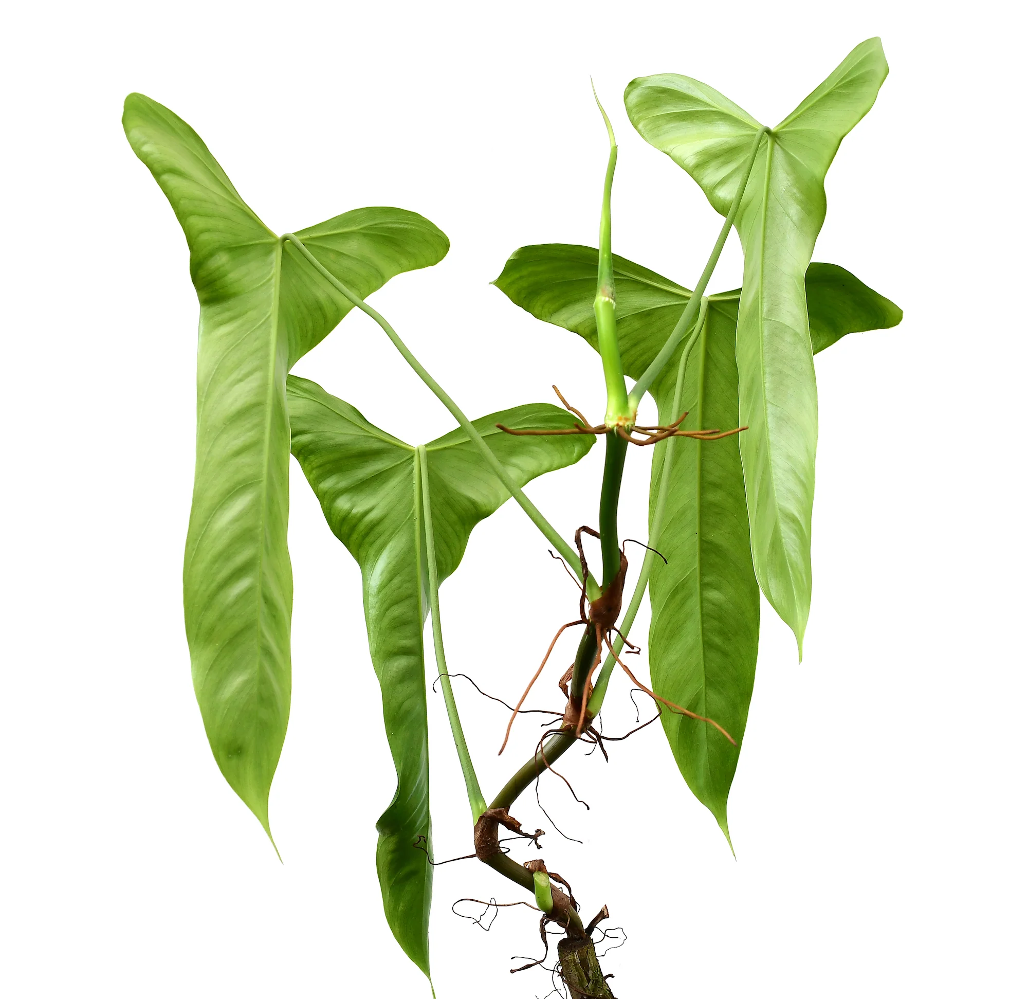 Philodendron balaoanum - Image 2