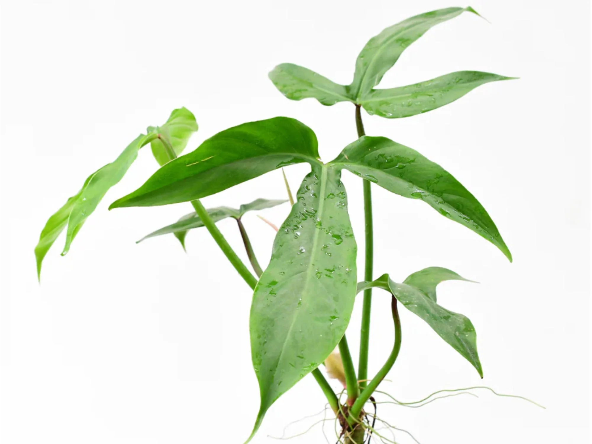 Philodendron barrosoanum 'No. 5'