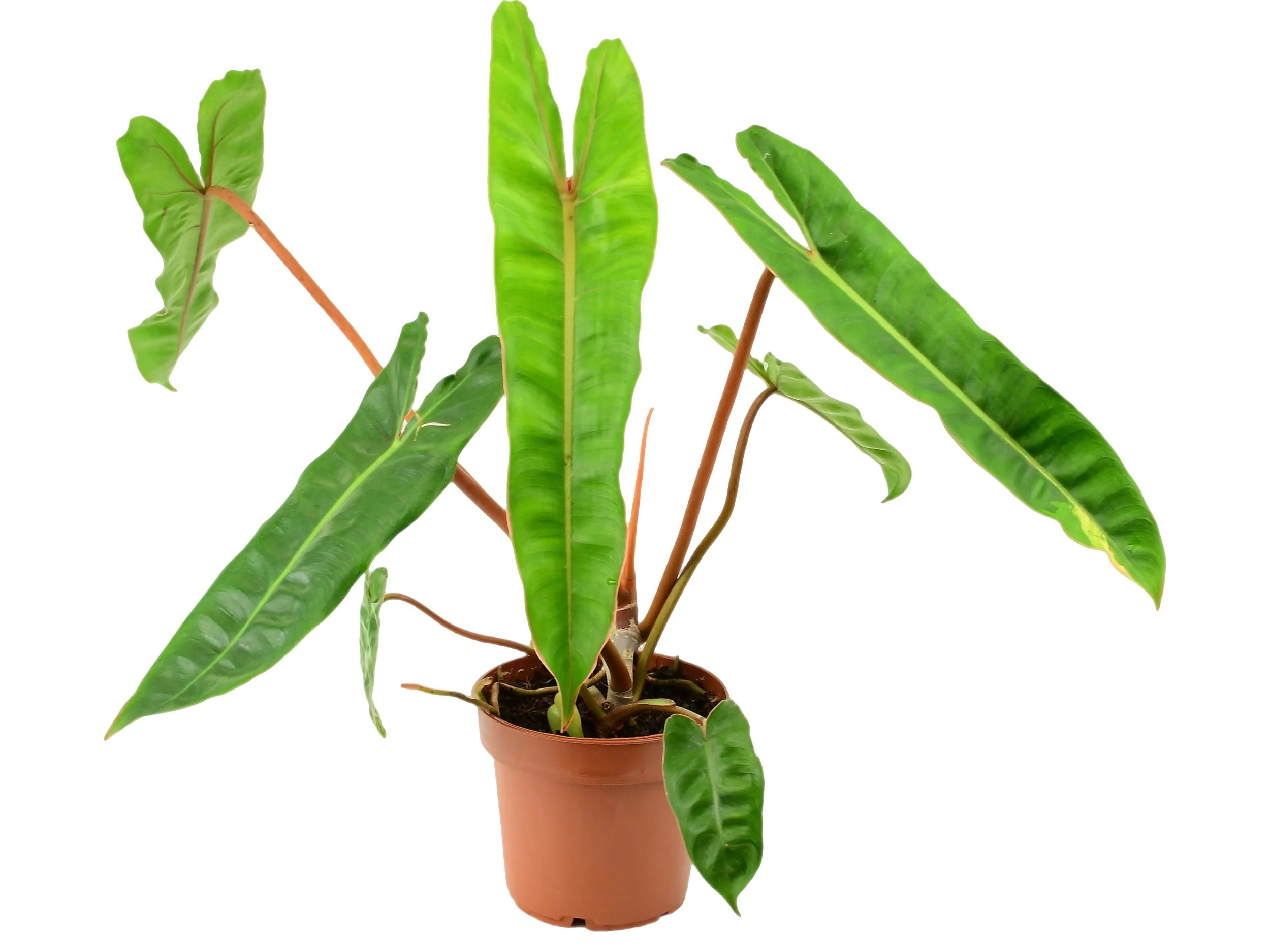 Philodendron billietiae - Image 2
