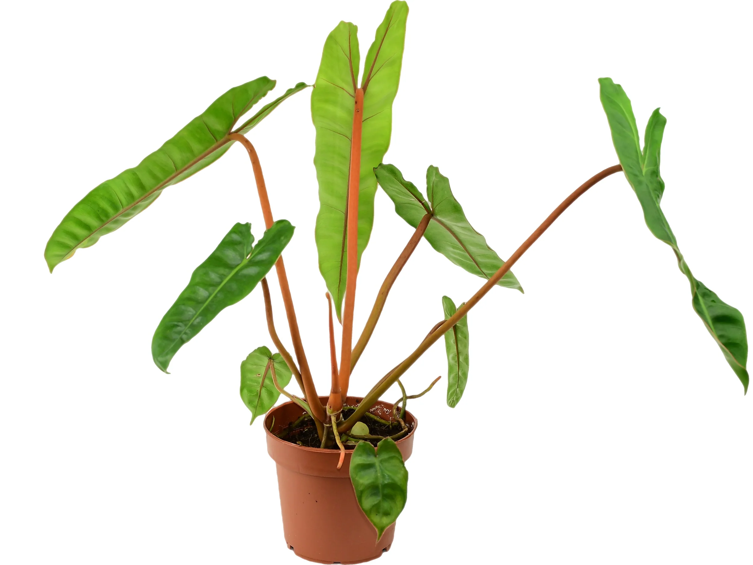 Philodendron billietiae - Image 3