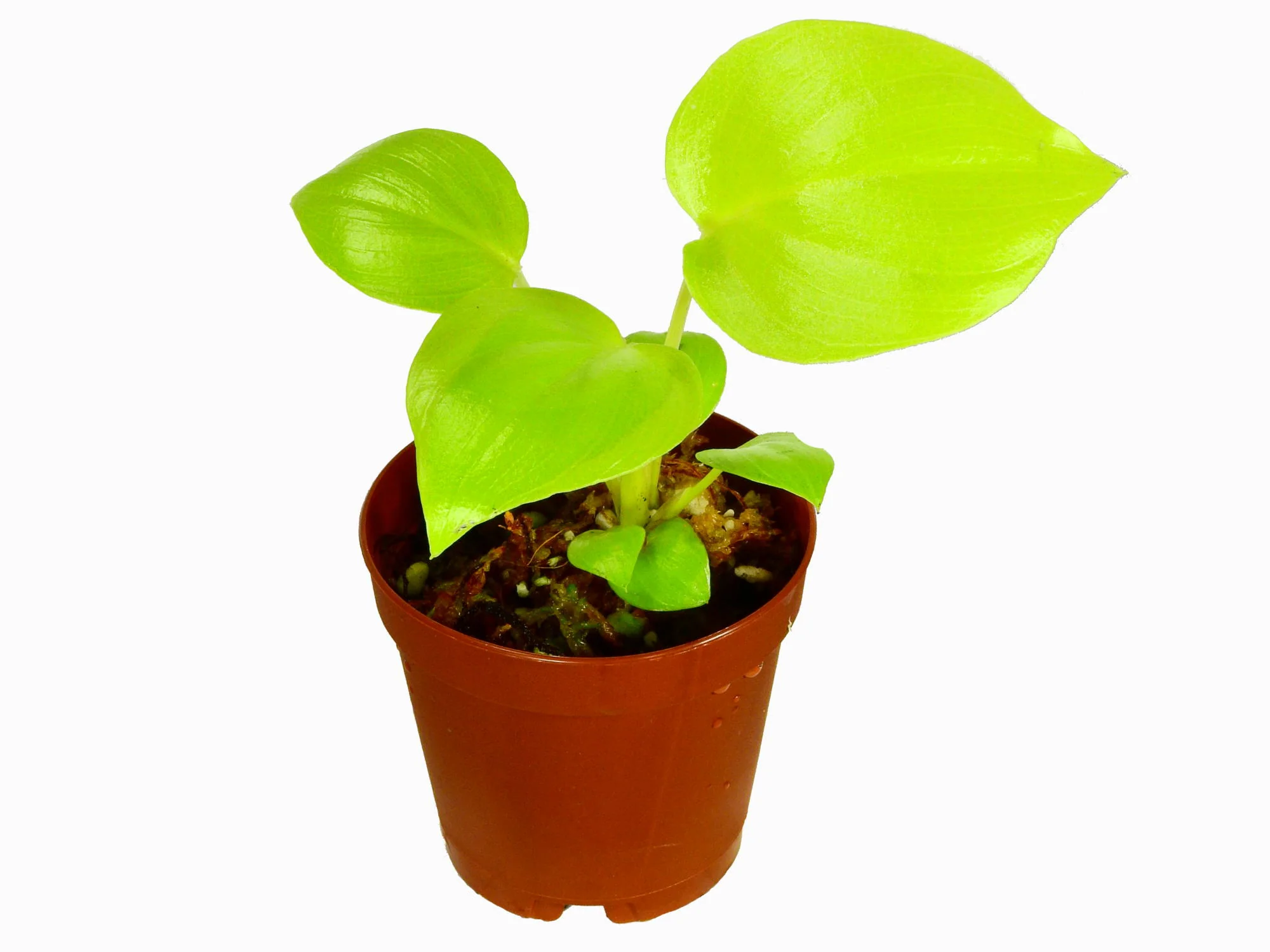 Philodendron bipinnatifium 'Gold' XS (5,5cm Topf)
