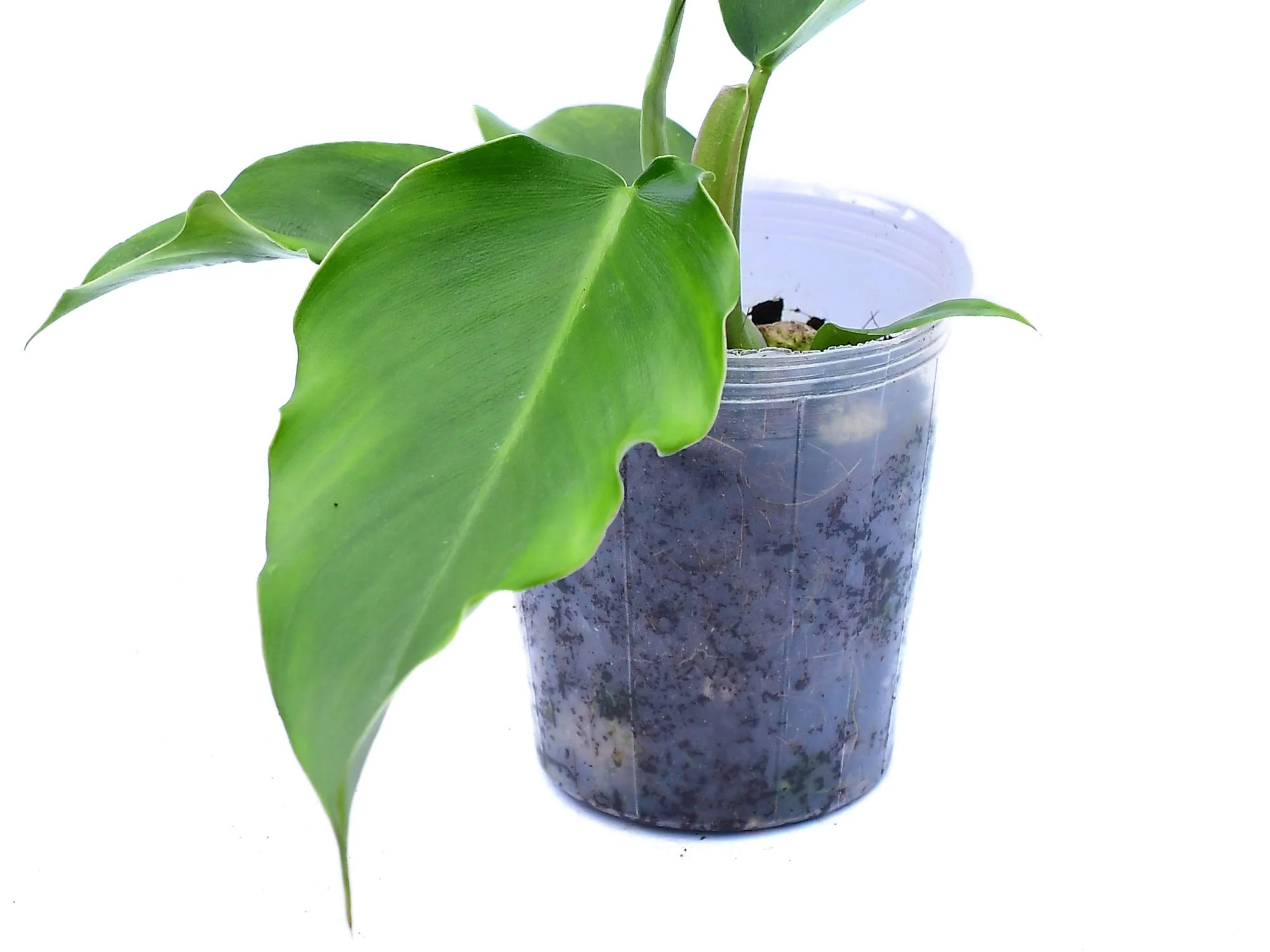 Philodendron Bohemia - Image 2