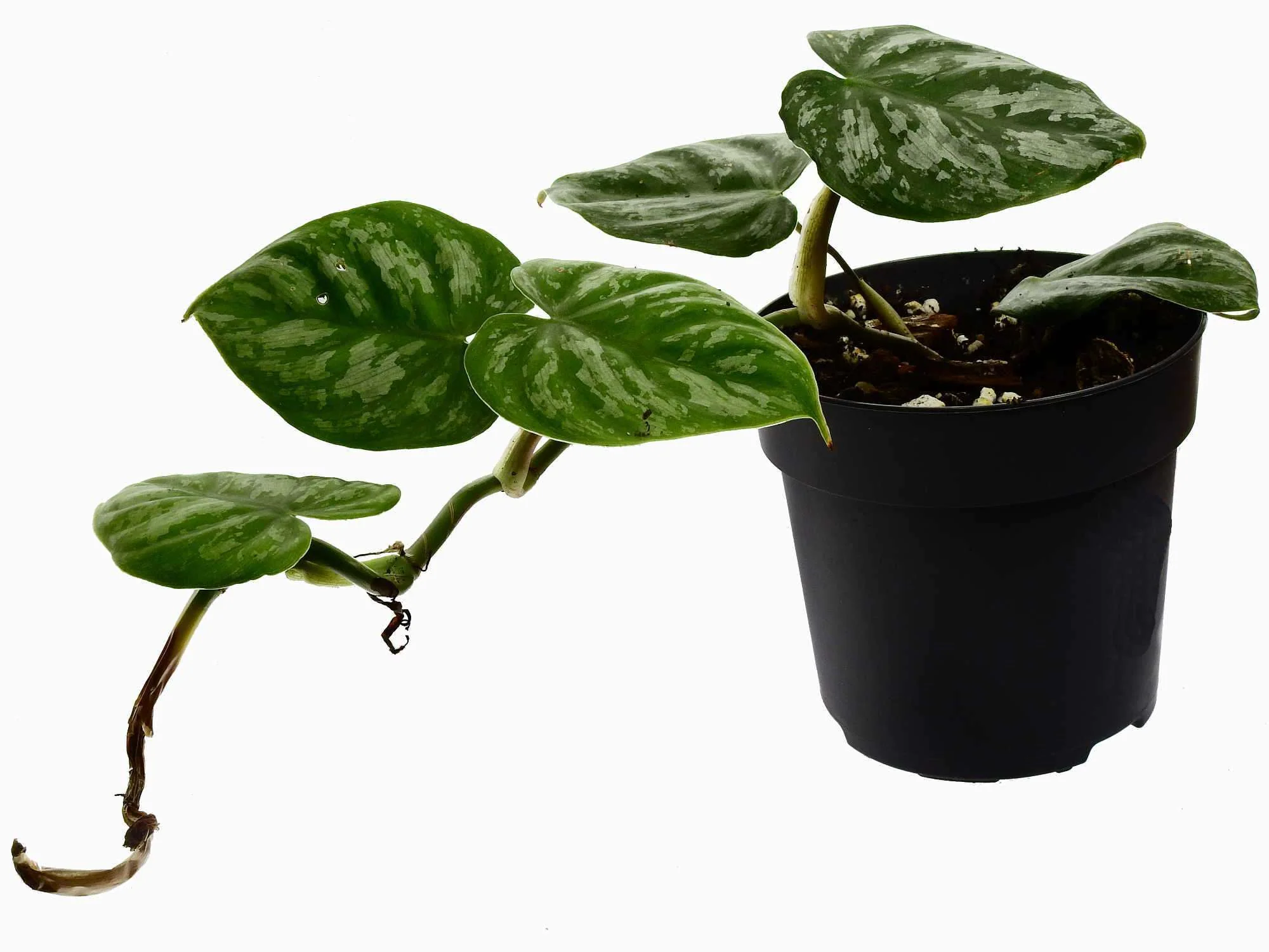 Philodendron brandtianum - Image 3