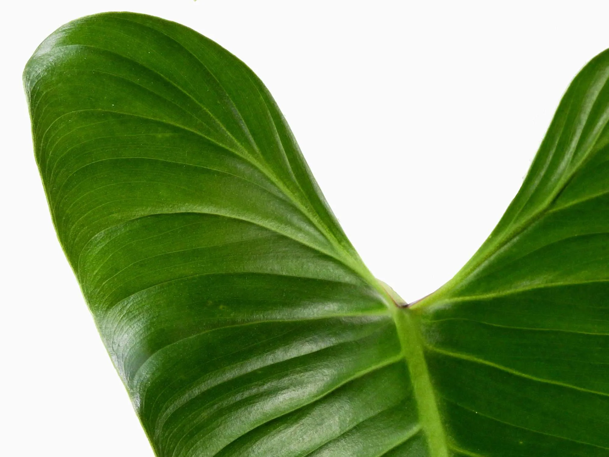 Philodendron deflexum - Image 2